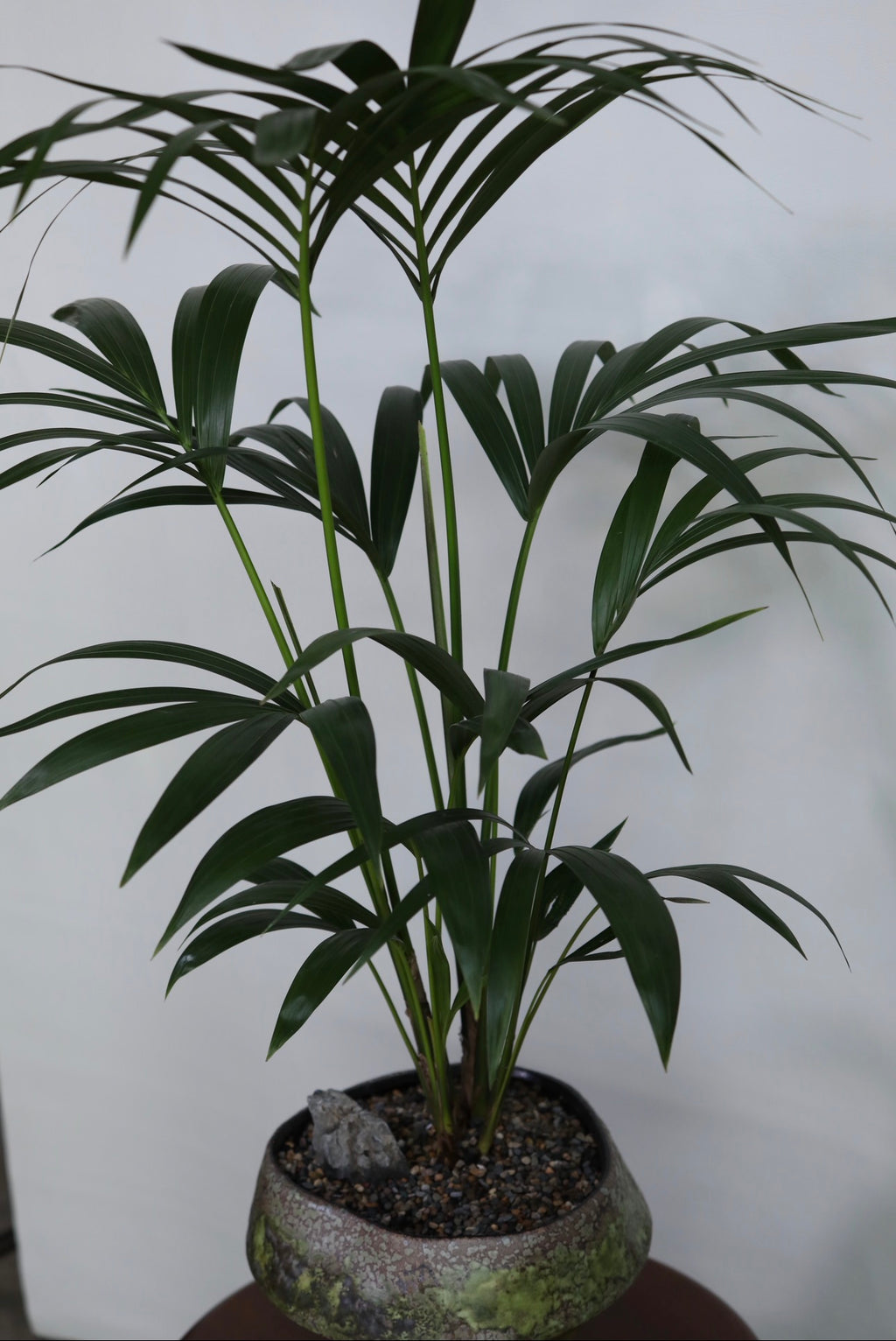 Verdant Calm – Kentia Palm Planter – 110cm × 82cm