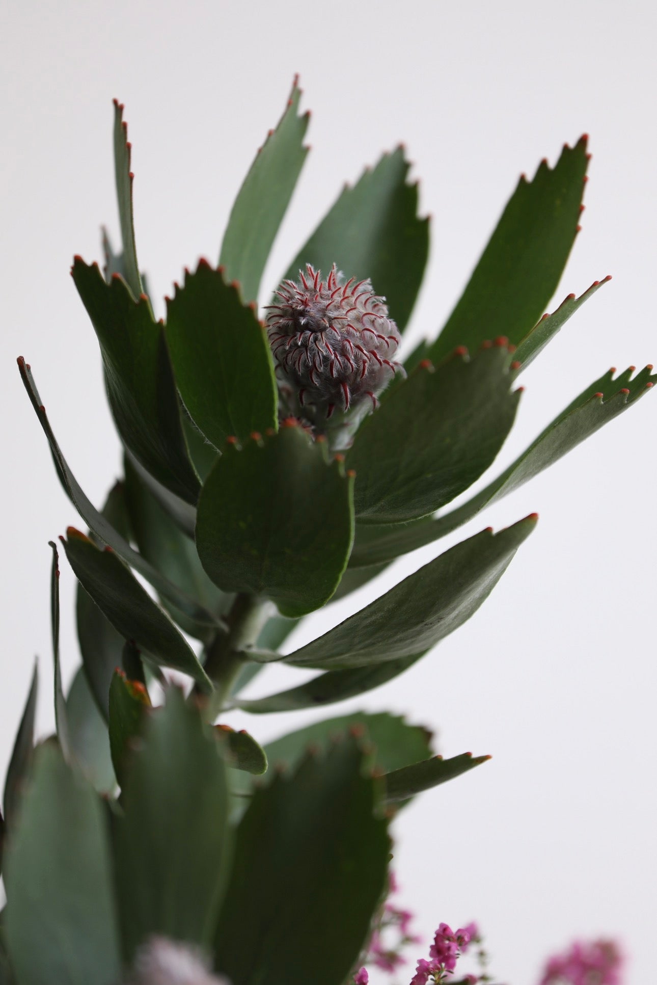 Coastal Wild — Leucospermum & Erica Planter | 50cm × 46cm