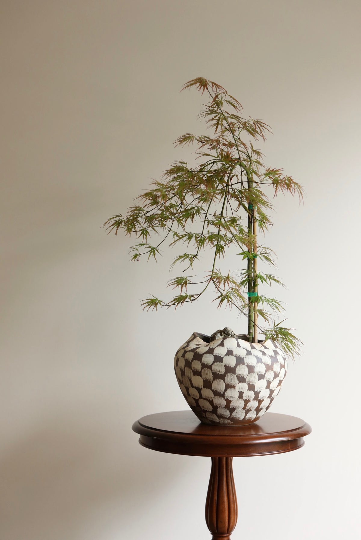 Whispering Maple — Ornatum Weeping Japanese Maple Planter | 86cm x 60cm