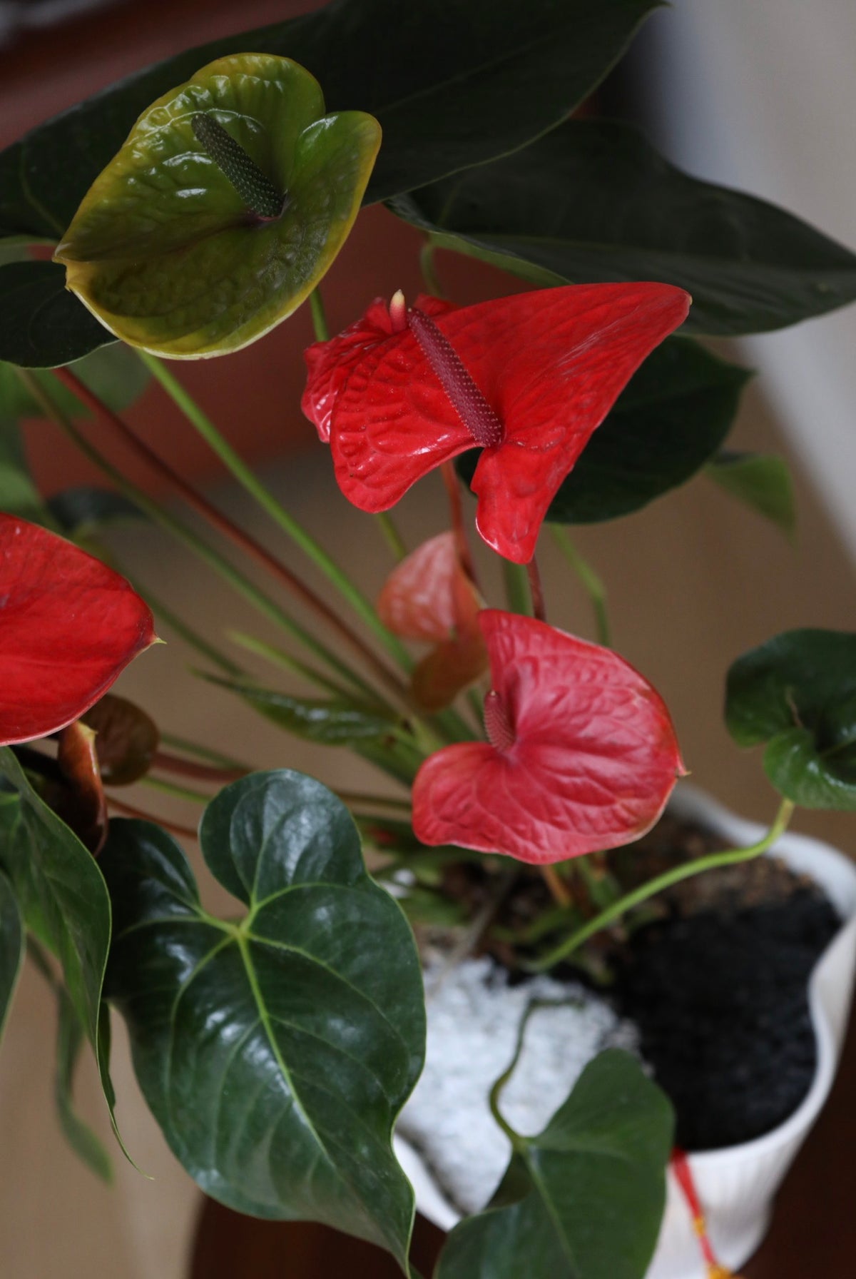Scarlet Moon – Anthurium Arrangement | 66cm × 52cm