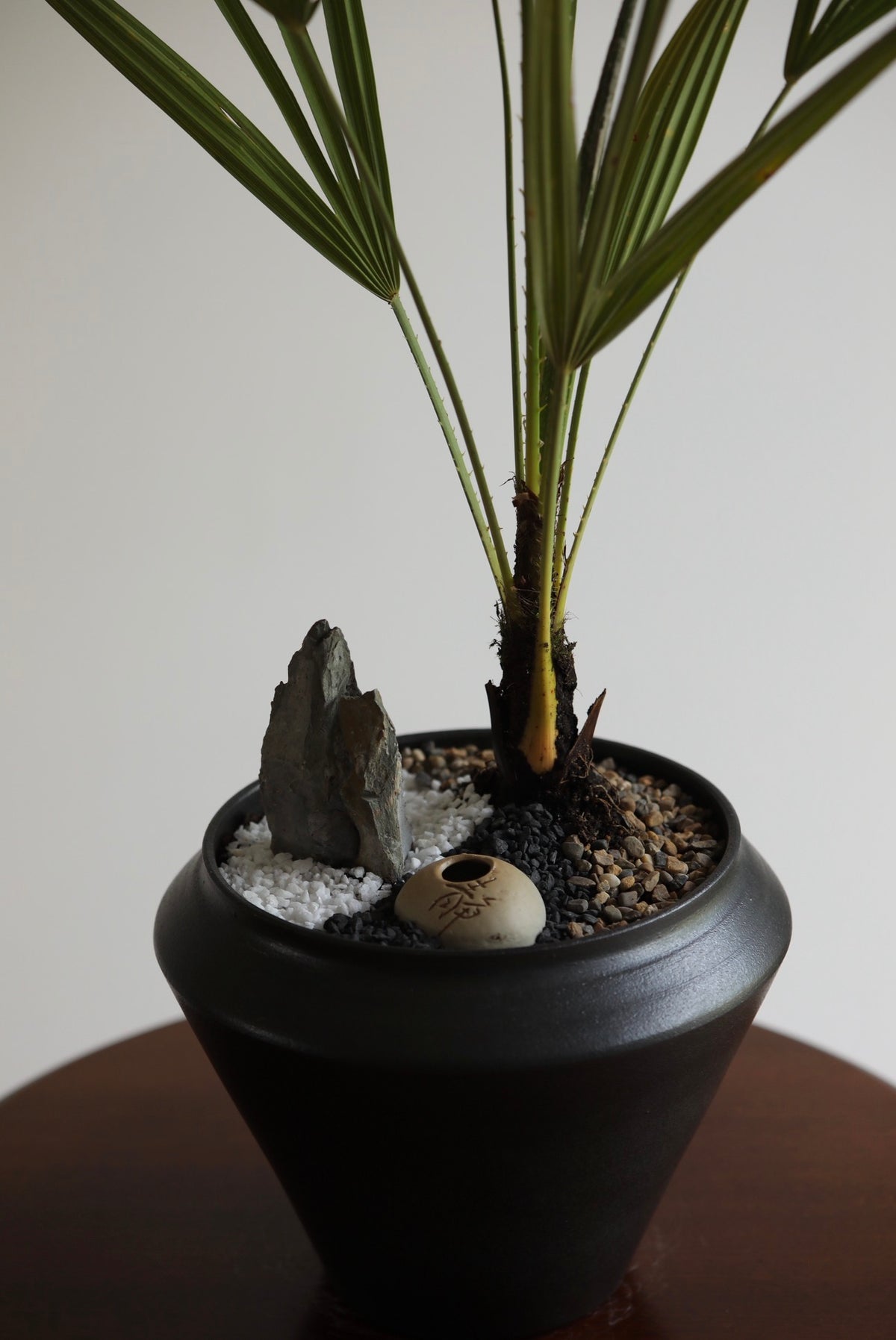 Oriental Breeze — European Fan Palm Planter | 90cm x 56cm