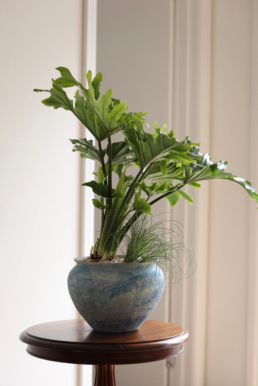Emerald Waves — Philodendron Hope Planter | 68cm x 72cm