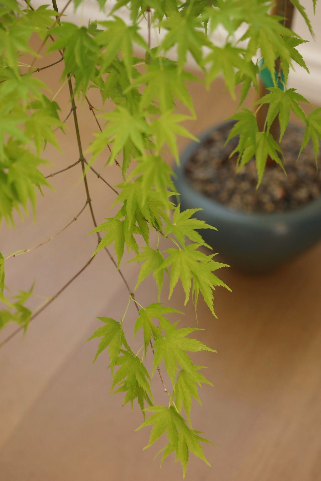 Jade Cascade — Rare Prostrata Japanese Maple Planter | 80cm x 72cm x 98cm