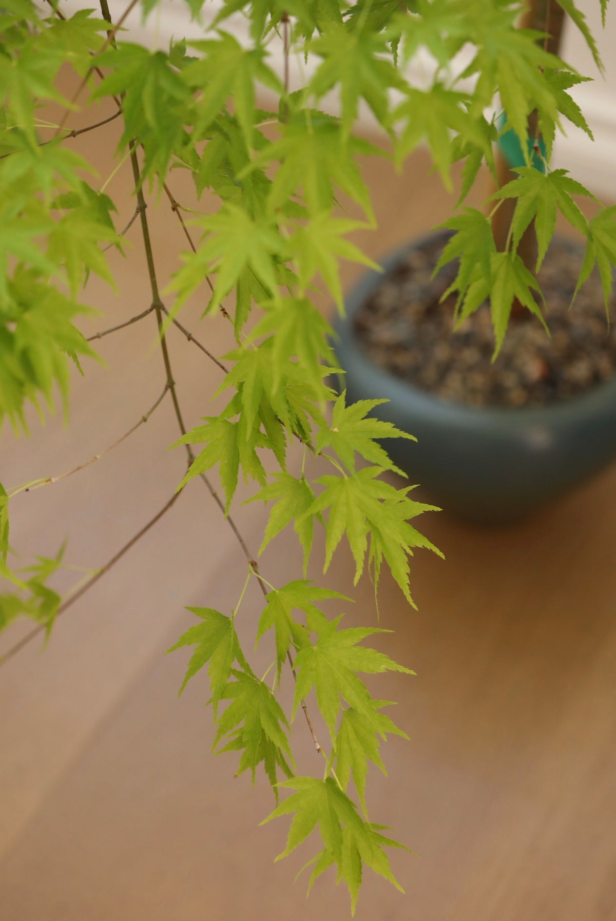 Jade Cascade — Rare Prostrata Japanese Maple Planter | 80cm x 72cm x 98cm