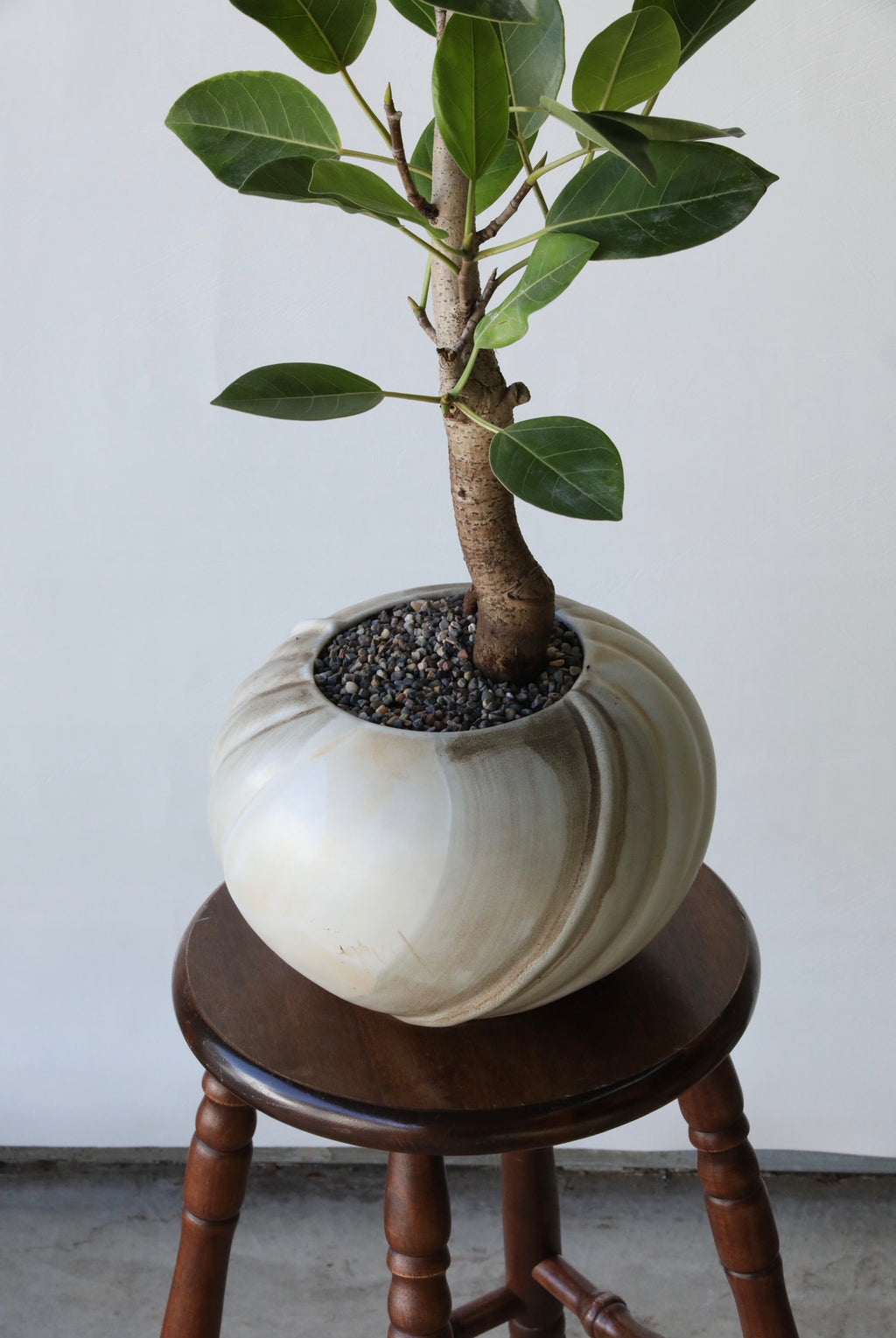 Lime Serenity - Ficus Elastica ‘Lime Splice’ | 92cm × 58cm