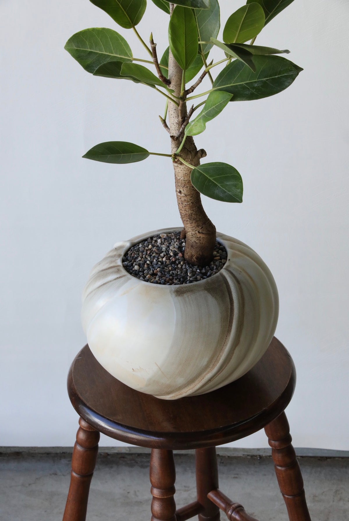 Lime Serenity - Ficus Elastica ‘Lime Splice’ | 92cm × 58cm