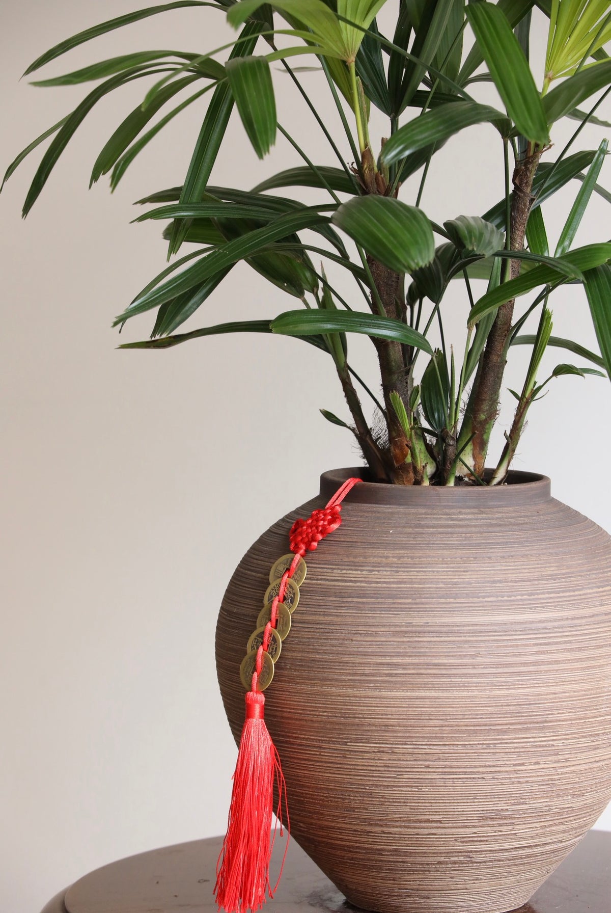 Eastern Grove — Lady Palm Planter | 66cm x 56cm