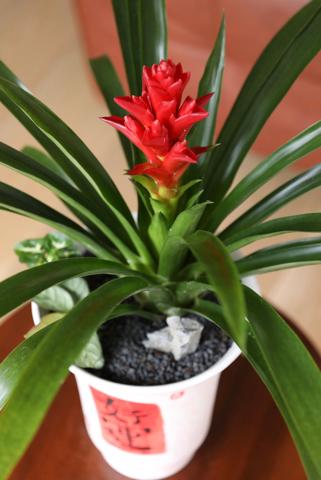 Fortune Bloom – Red Bromeliad Planter | 56cm × 68cm