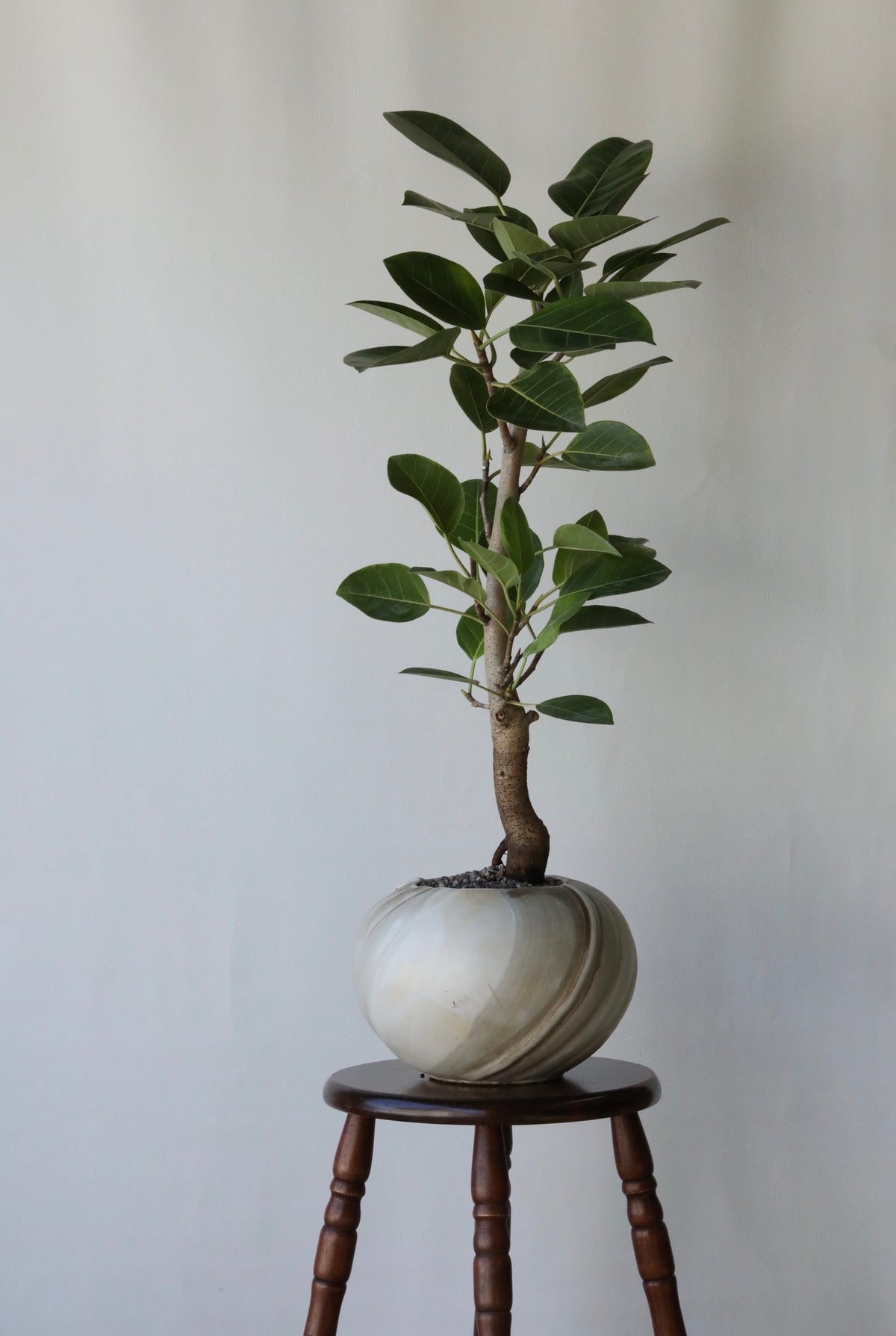 Lime Serenity - Ficus Elastica ‘Lime Splice’ | 92cm × 58cm