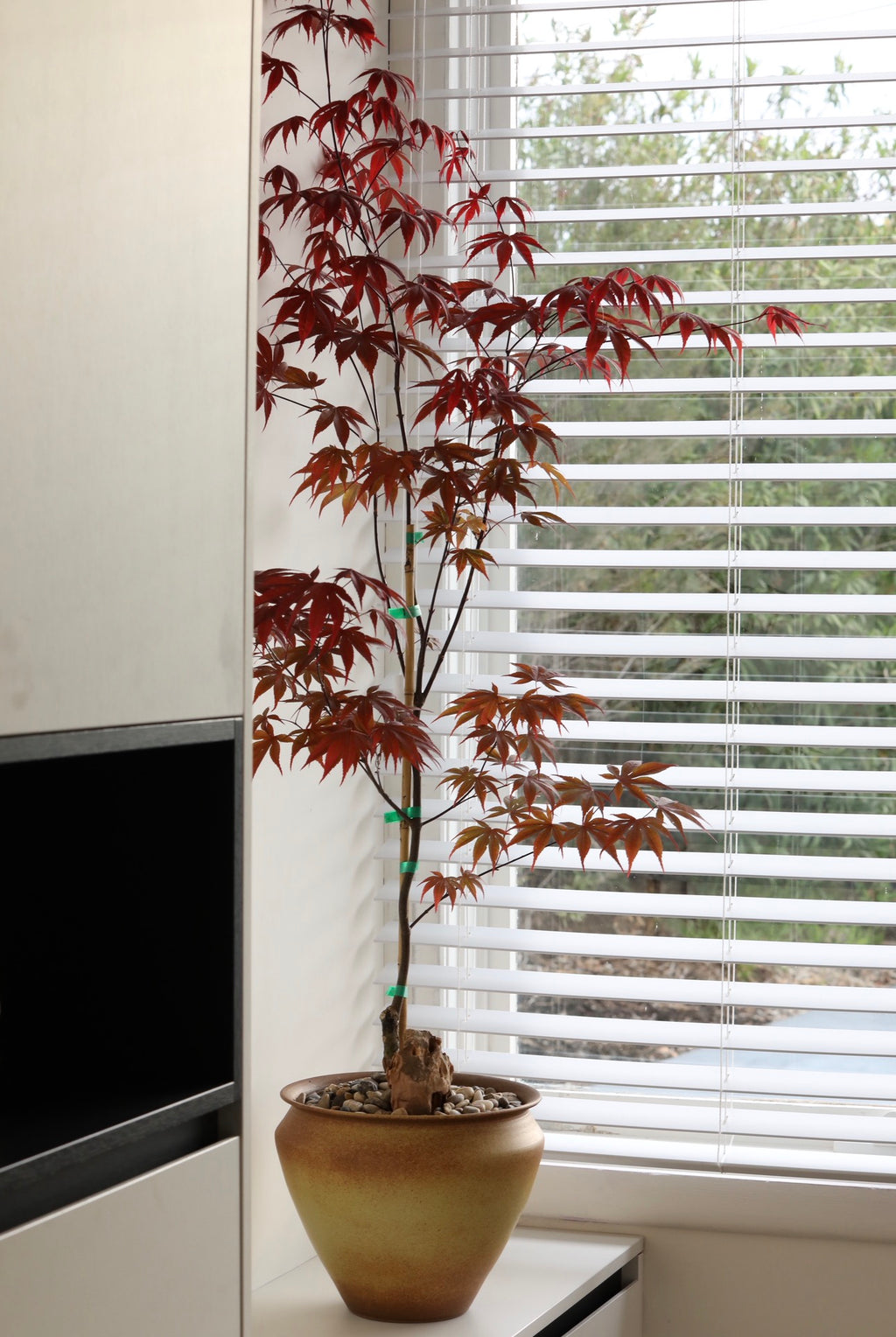 Maple Shadow — Japanese Maple ‘Bloodgood’ Planter | 136cm x 82cm