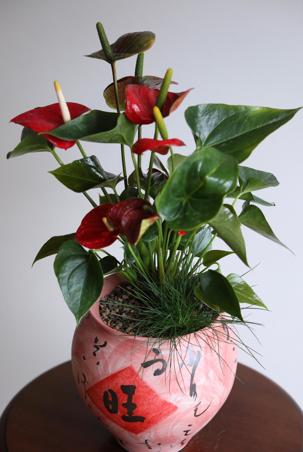 Crimson Charm – Anthurium Plant Arrangement | 58cm x 38cm