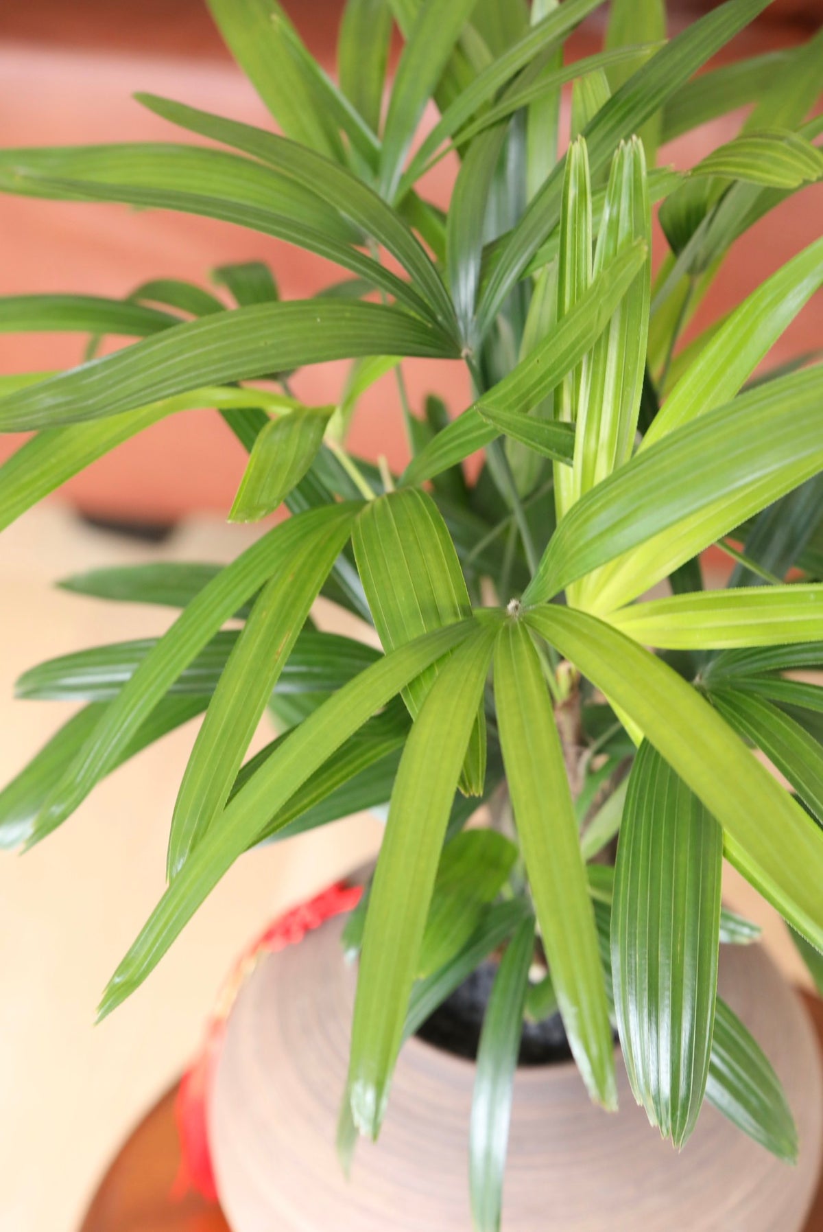 Eastern Grove — Lady Palm Planter | 66cm x 56cm