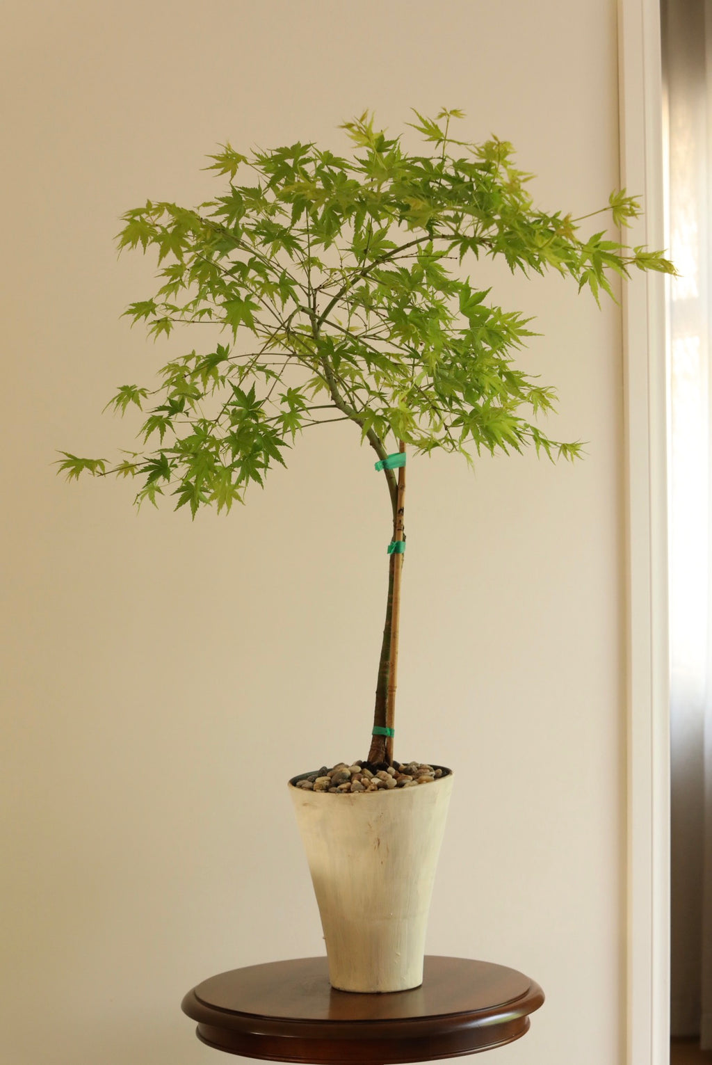 Emerald Canopy — Rare Prostrata Japanese Maple Planter | 100cm x 98cm