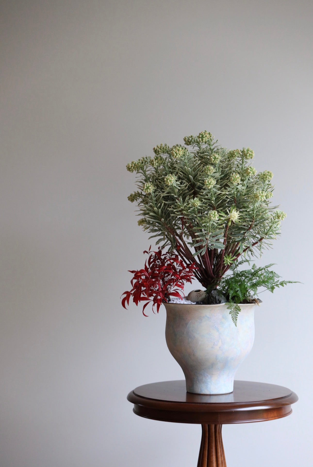 Misty Grove – Silver Swan Plant Arrangement | 72cmx 48cm