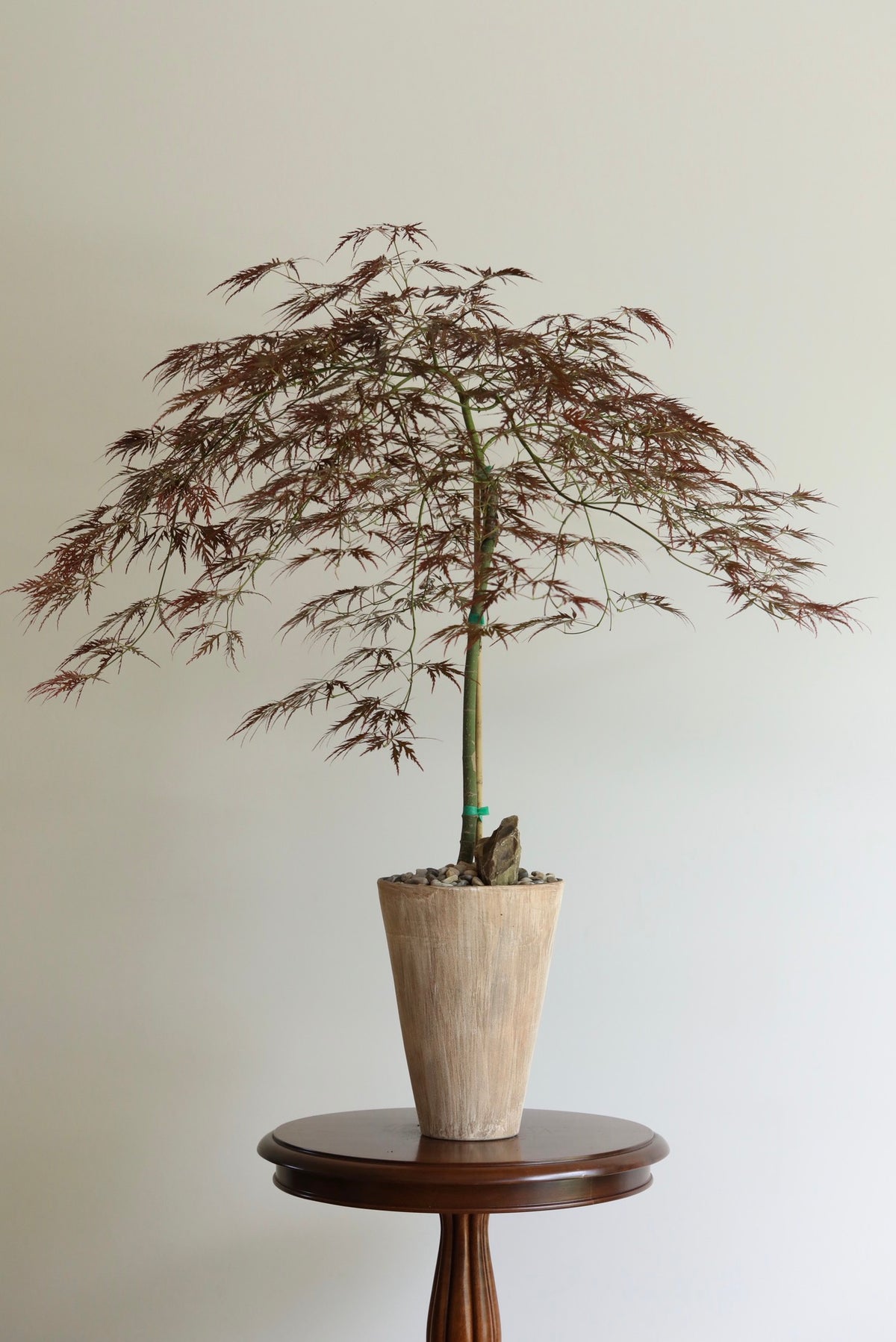 Burgundy Veil – Purple Weeping Japanese Maple | 100cm × 86cm