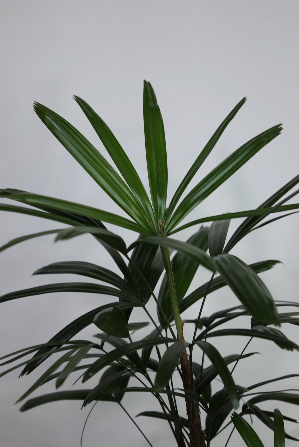 Oriental Grace – Rhapis Lady Palm | 88cm × 52cm