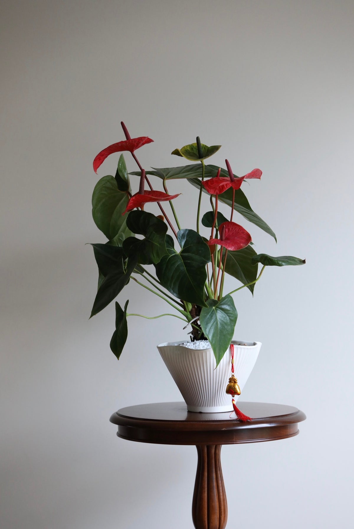 Scarlet Moon – Anthurium Arrangement | 66cm × 52cm