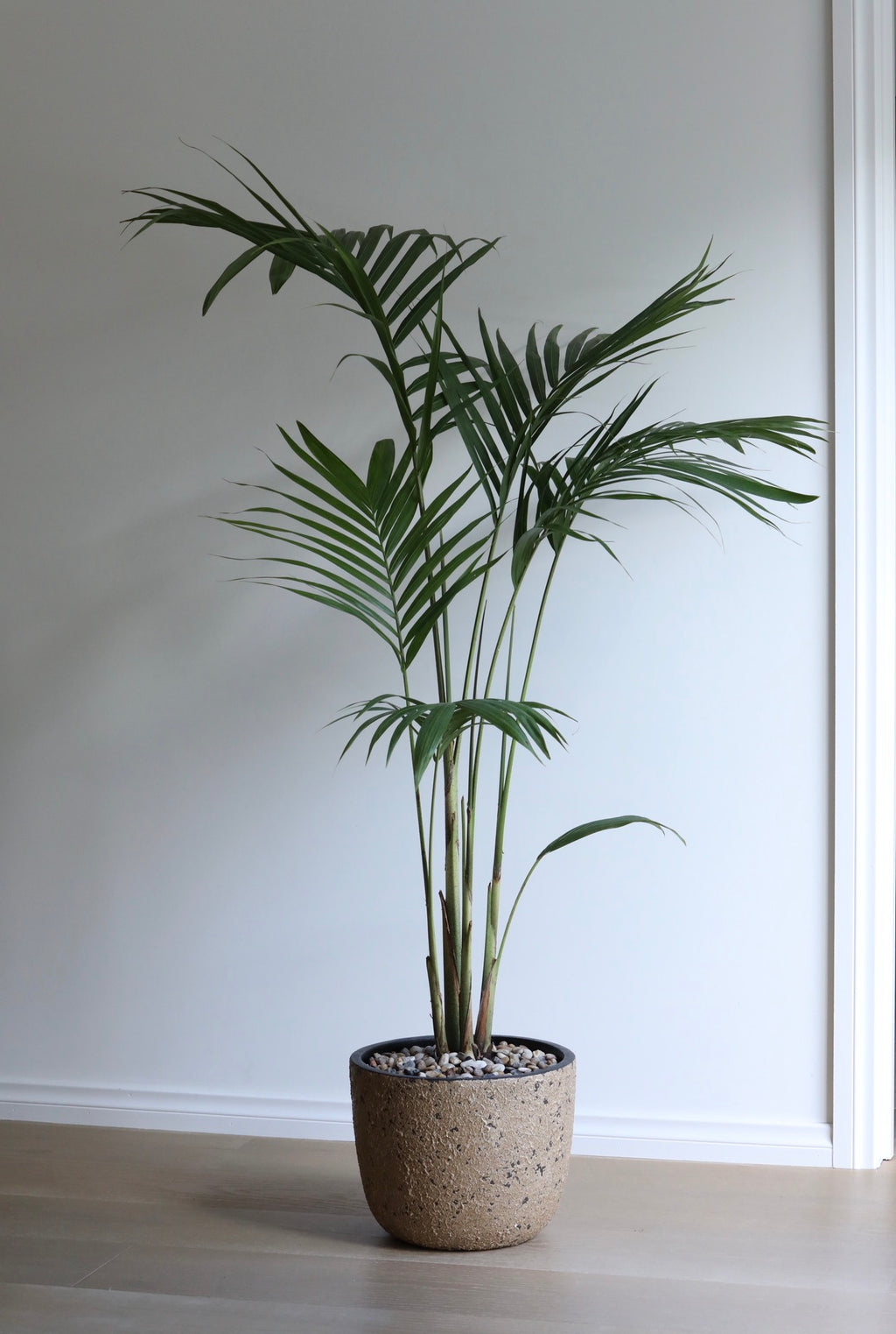 Tropical Serenity — Bangalow Palm Planter | 150cm x 108cm