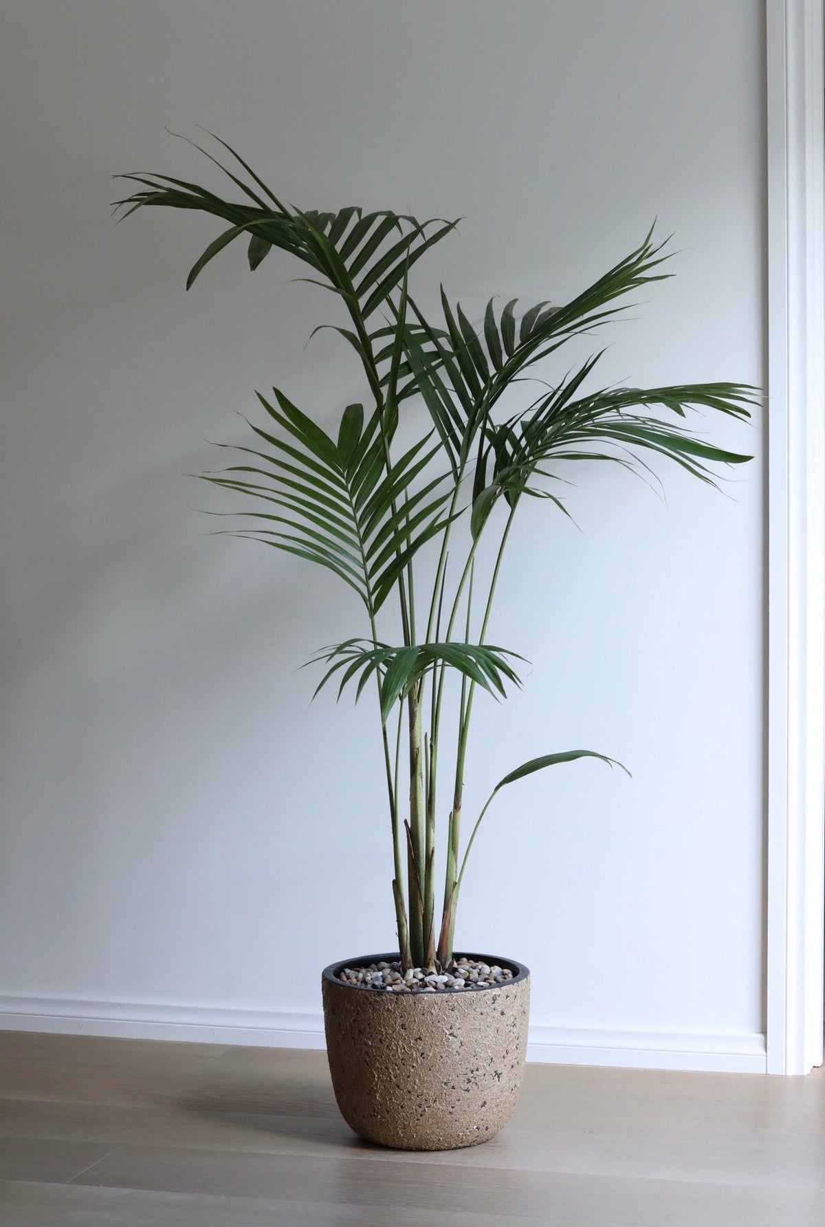 Tropical Serenity — Bangalow Palm Planter | 150cm x 108cm