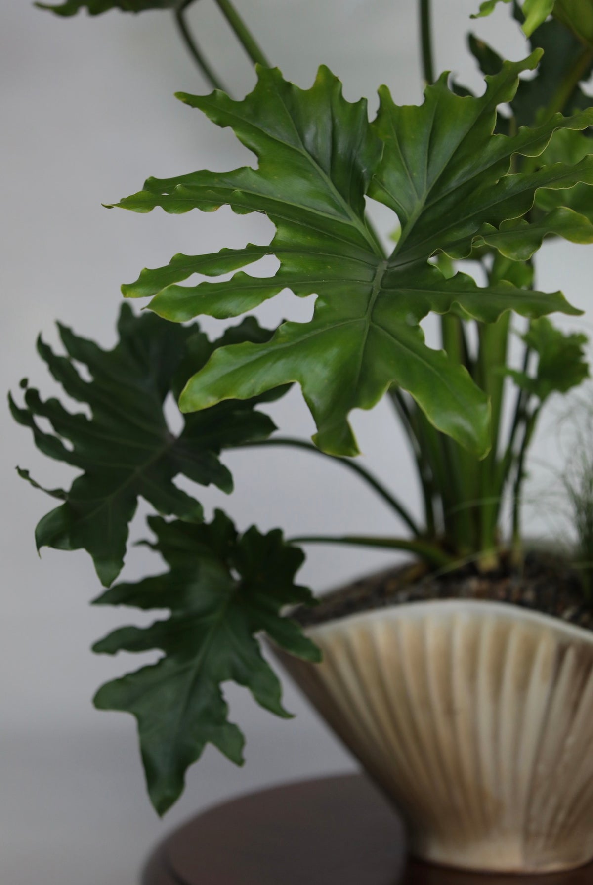 Emerald Waves – Philodendron Hope Planter | 82cm × 80cm