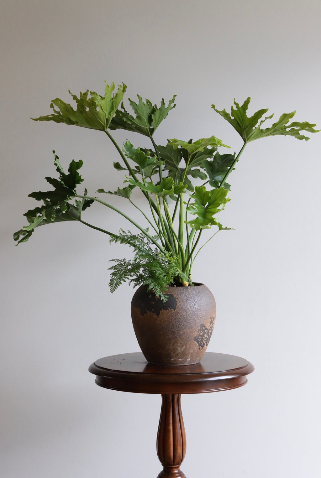 Forest Rise — Philodendron Hope Planter | 78cm x 88cm