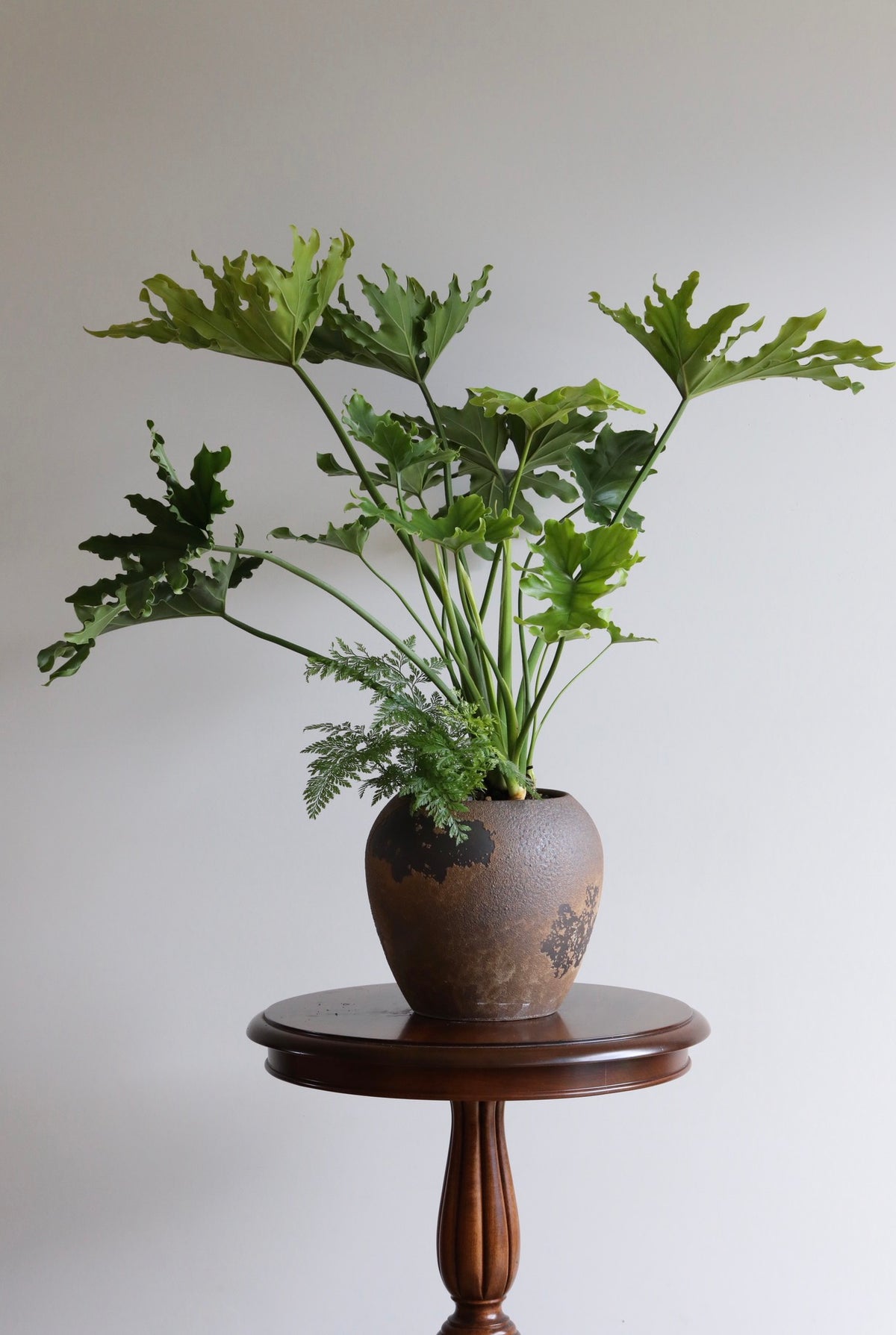 Forest Rise — Philodendron Hope Planter | 78cm x 88cm