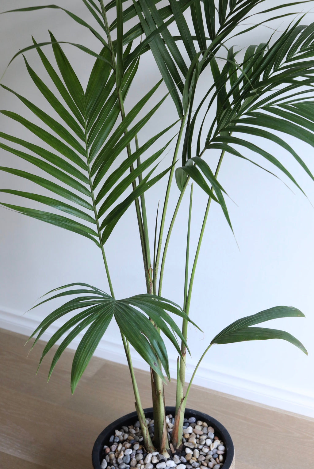 Tropical Serenity — Bangalow Palm Planter | 150cm x 108cm