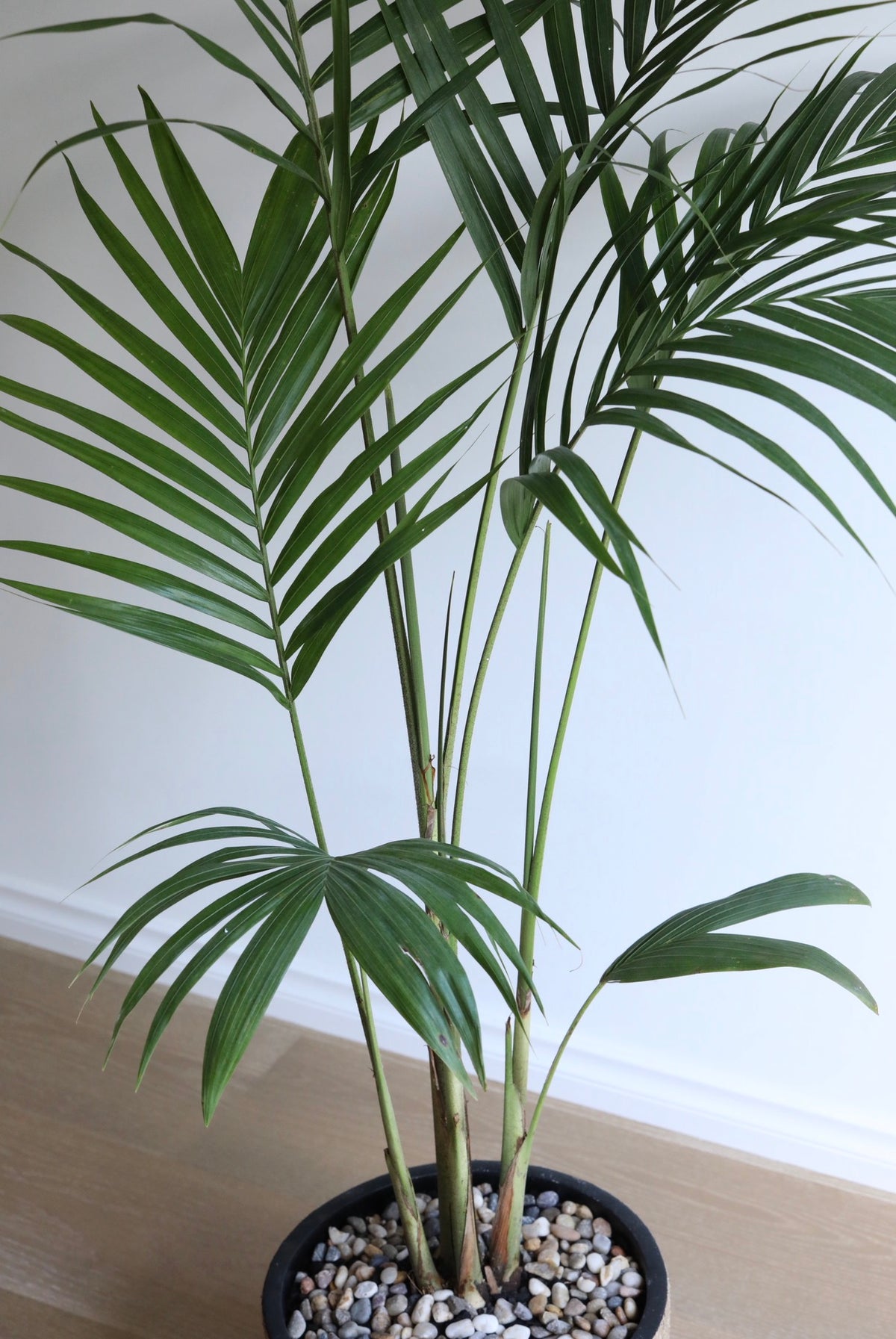 Tropical Serenity — Bangalow Palm Planter | 150cm x 108cm