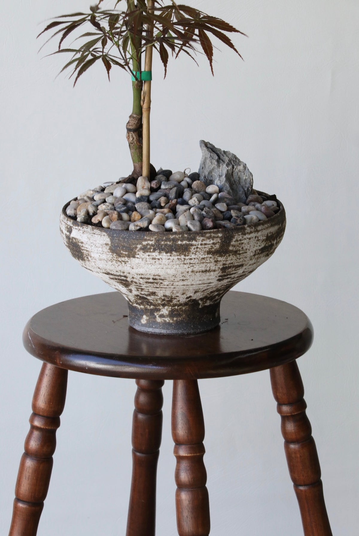 Burgundy Silhouette — Rare Suminagashi Japanese Maple Planter | 112cm x 96cm