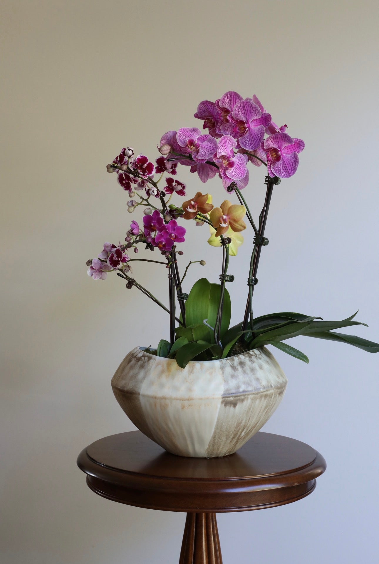 Phalaenopsis Orchid Arrangement - 5T