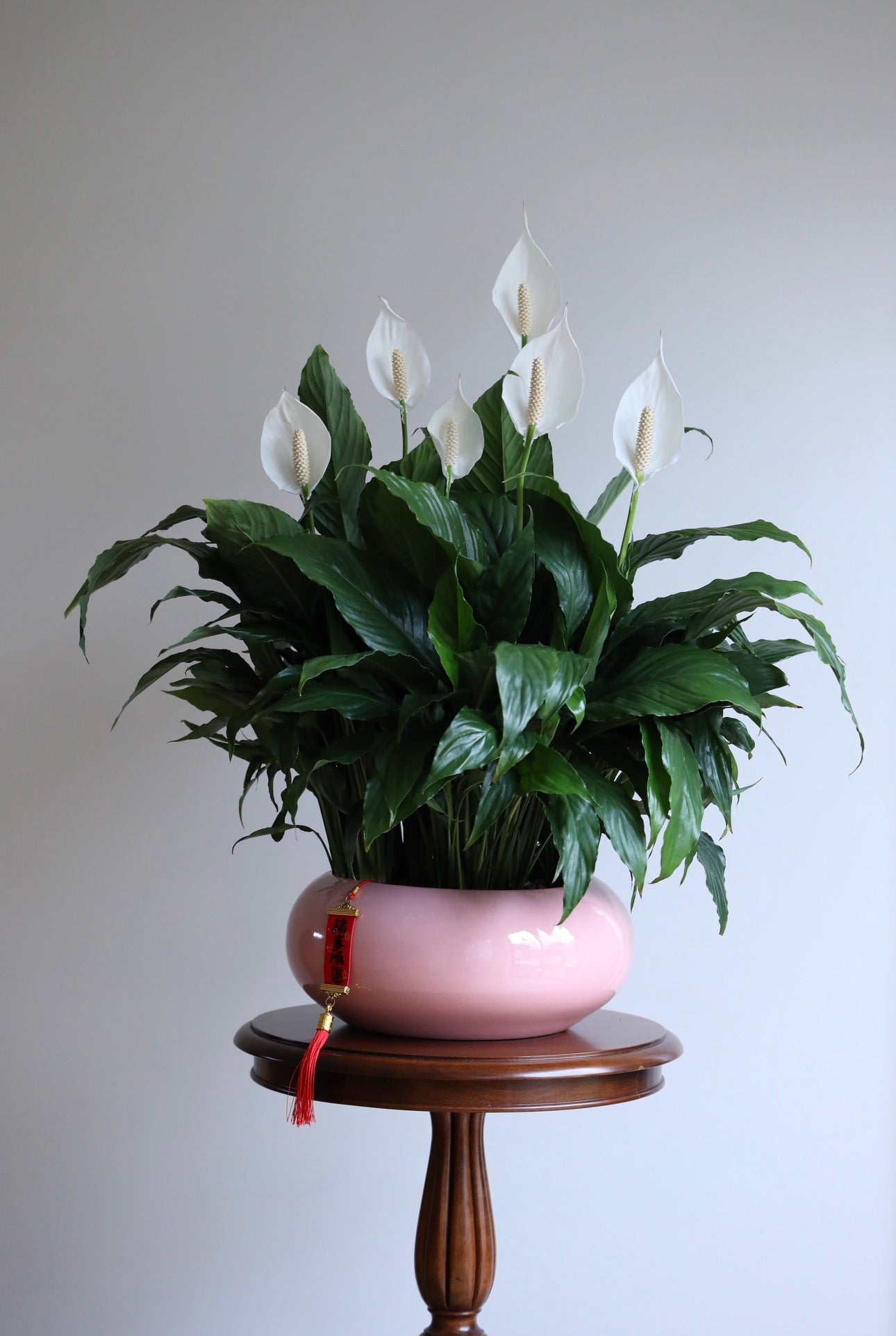 Serene Bloom – Peace Lily Indoor Plant Arrangement | 82cm x 85cm