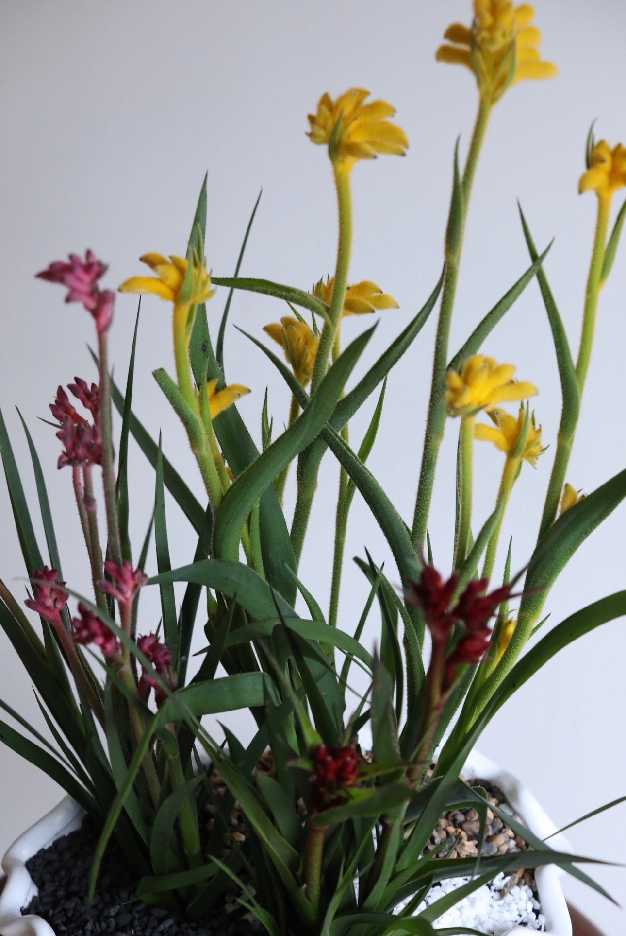 Golden Ember – Kangaroo Paw Plant Arrangement | 62cm x 32cm