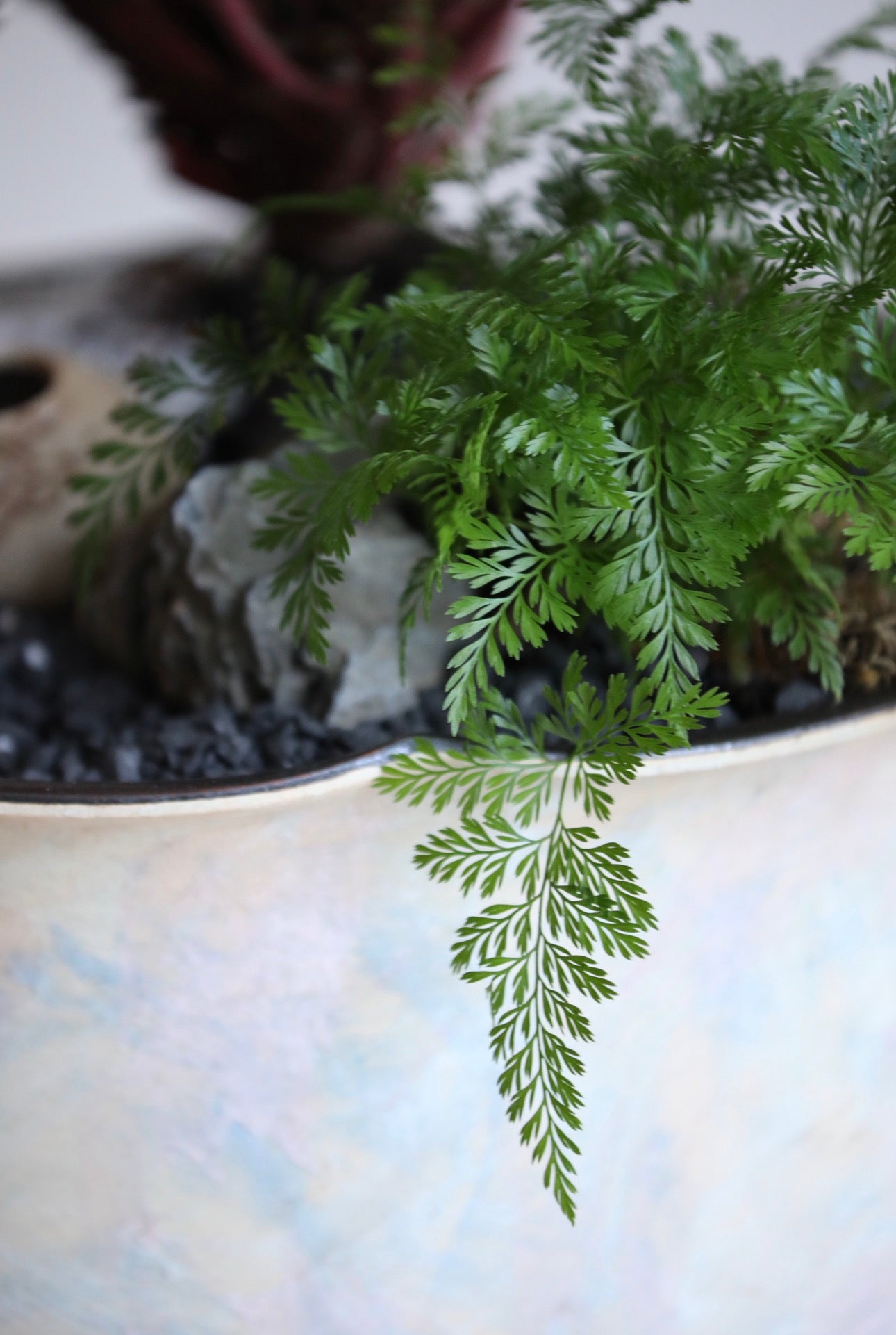 Misty Grove – Silver Swan Plant Arrangement | 72cmx 48cm