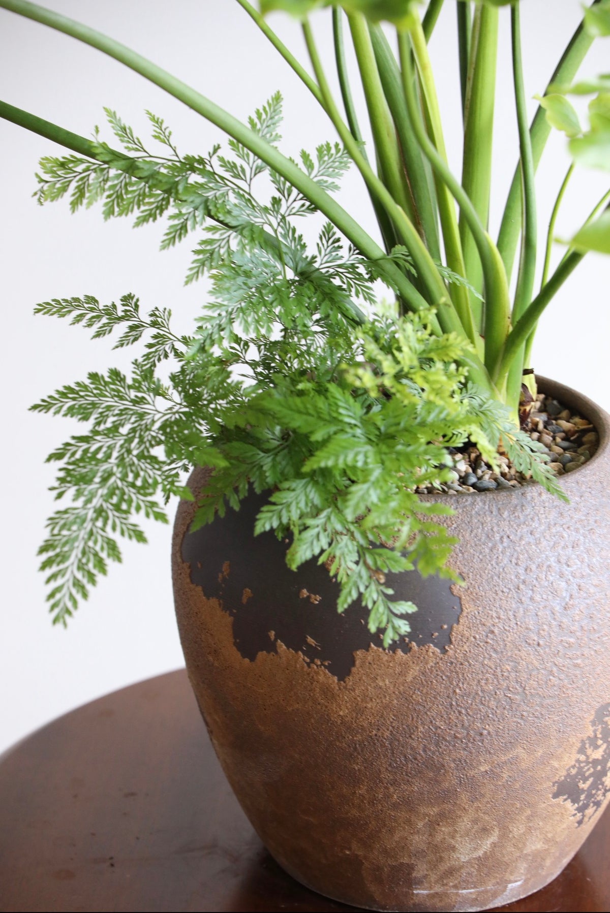 Forest Rise — Philodendron Hope Planter | 78cm x 88cm