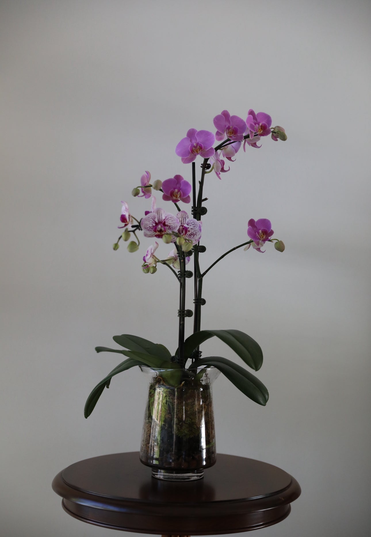 Phalaenopsis Orchid Arrangement - 2T