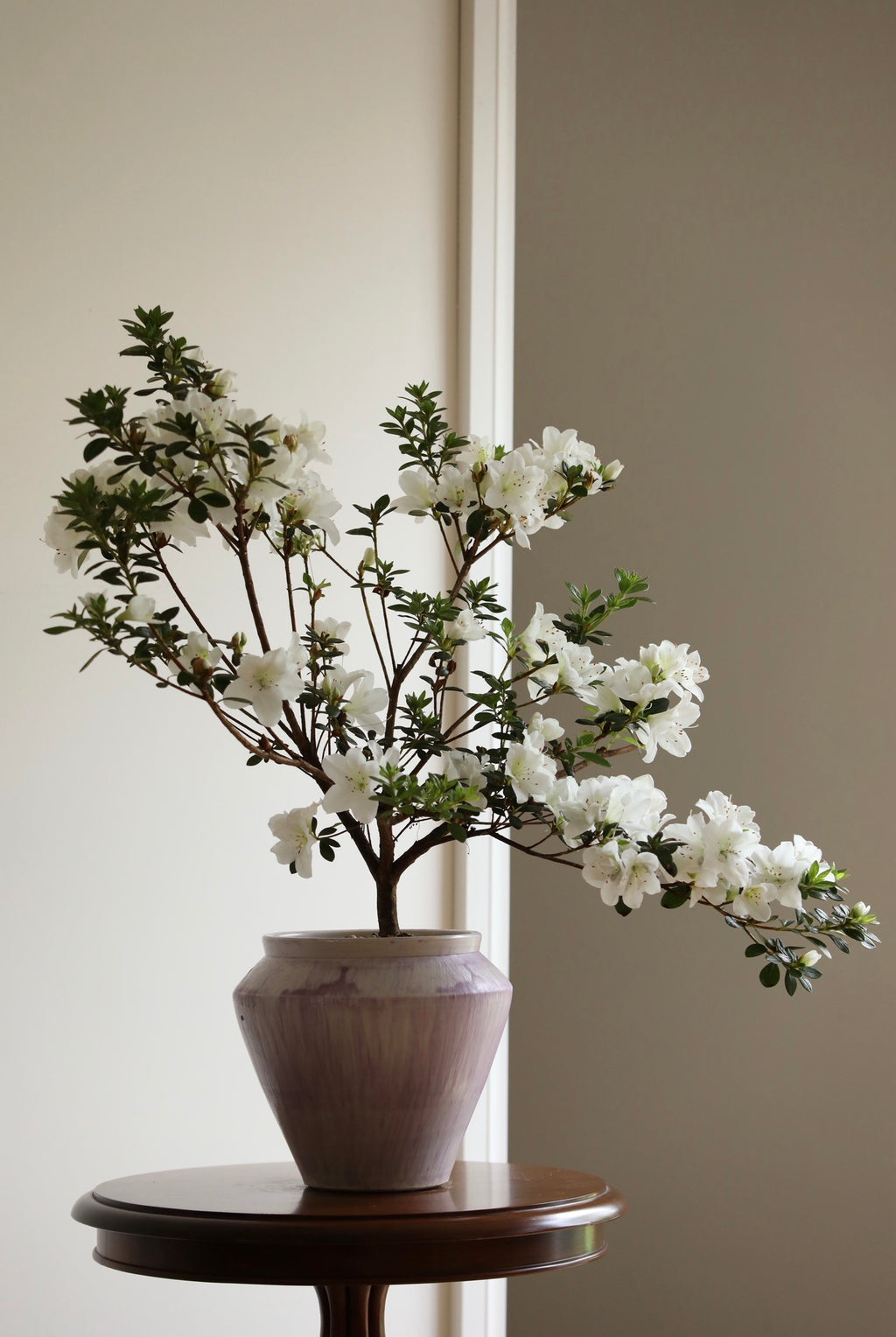 Snowfall — White Azalea Planter | 72cm x 62cm