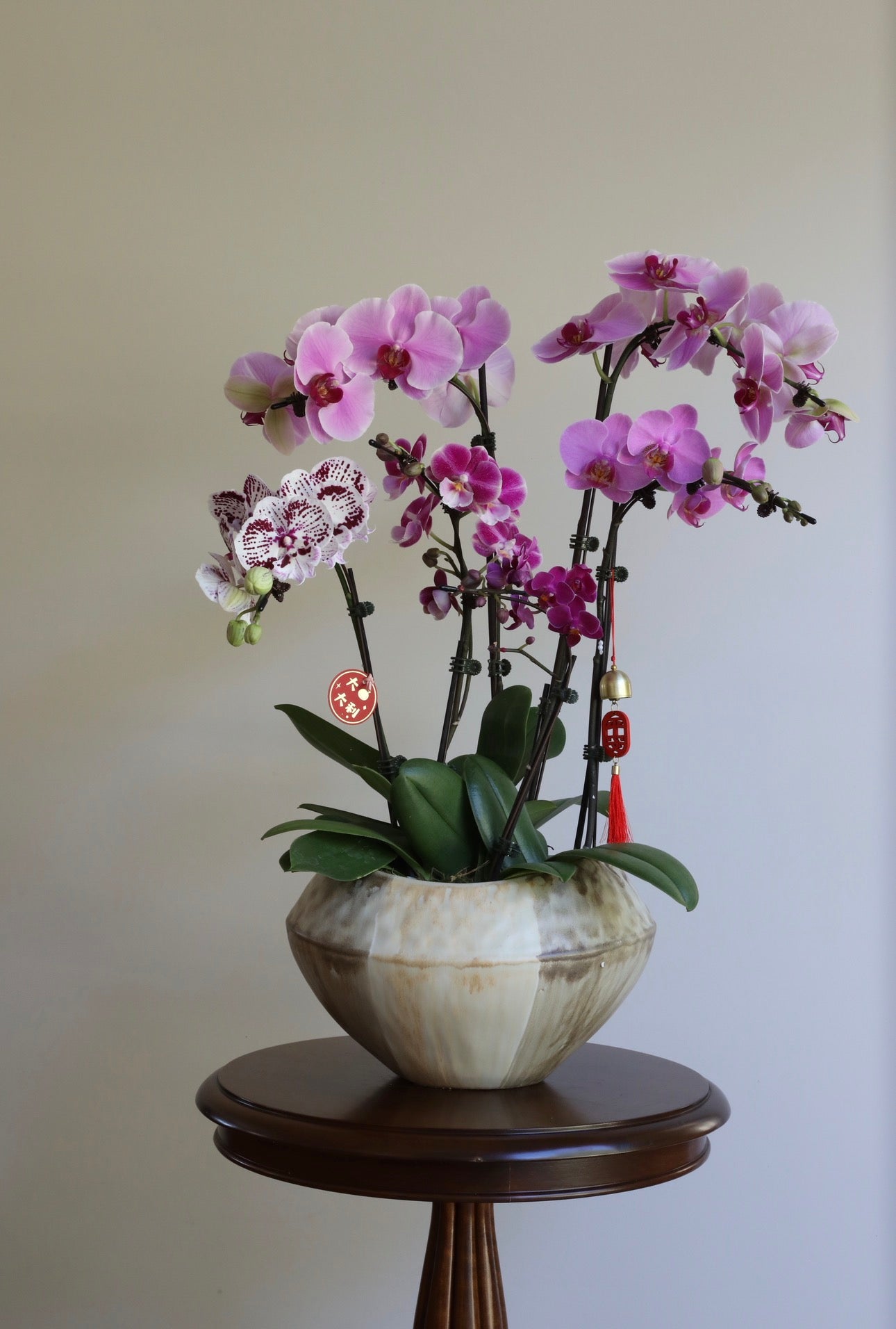 Phalaenopsis Orchid Arrangement - 6T