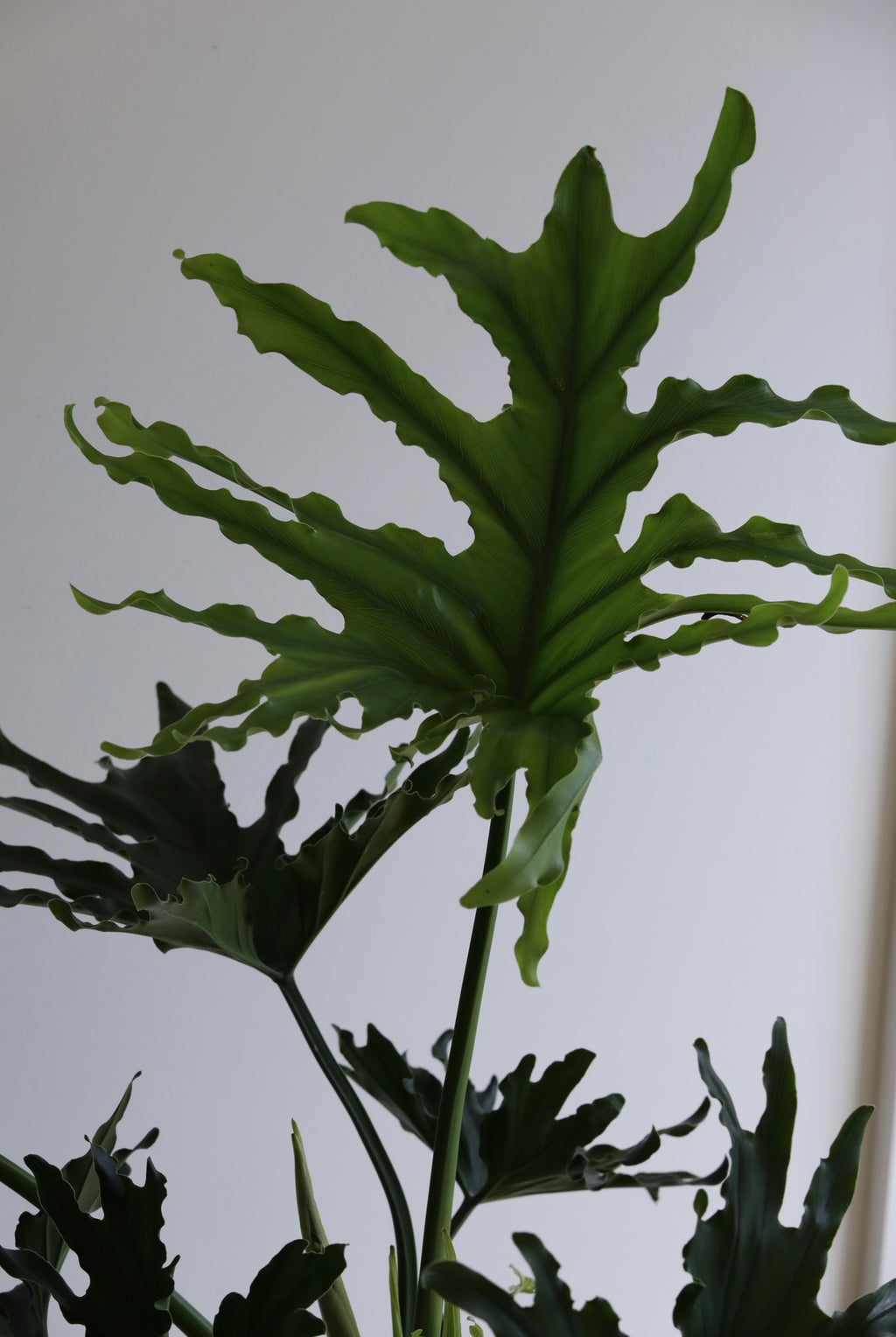Blue Gum — Philodendron Selloum Planter  |  78cm x 78cm