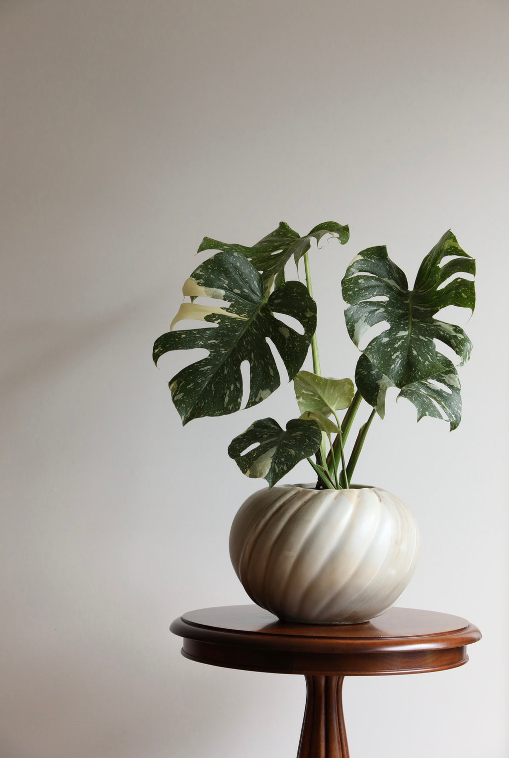 Jade Moon – Thai Constellation Monstera Planter |  60cm × 52cm