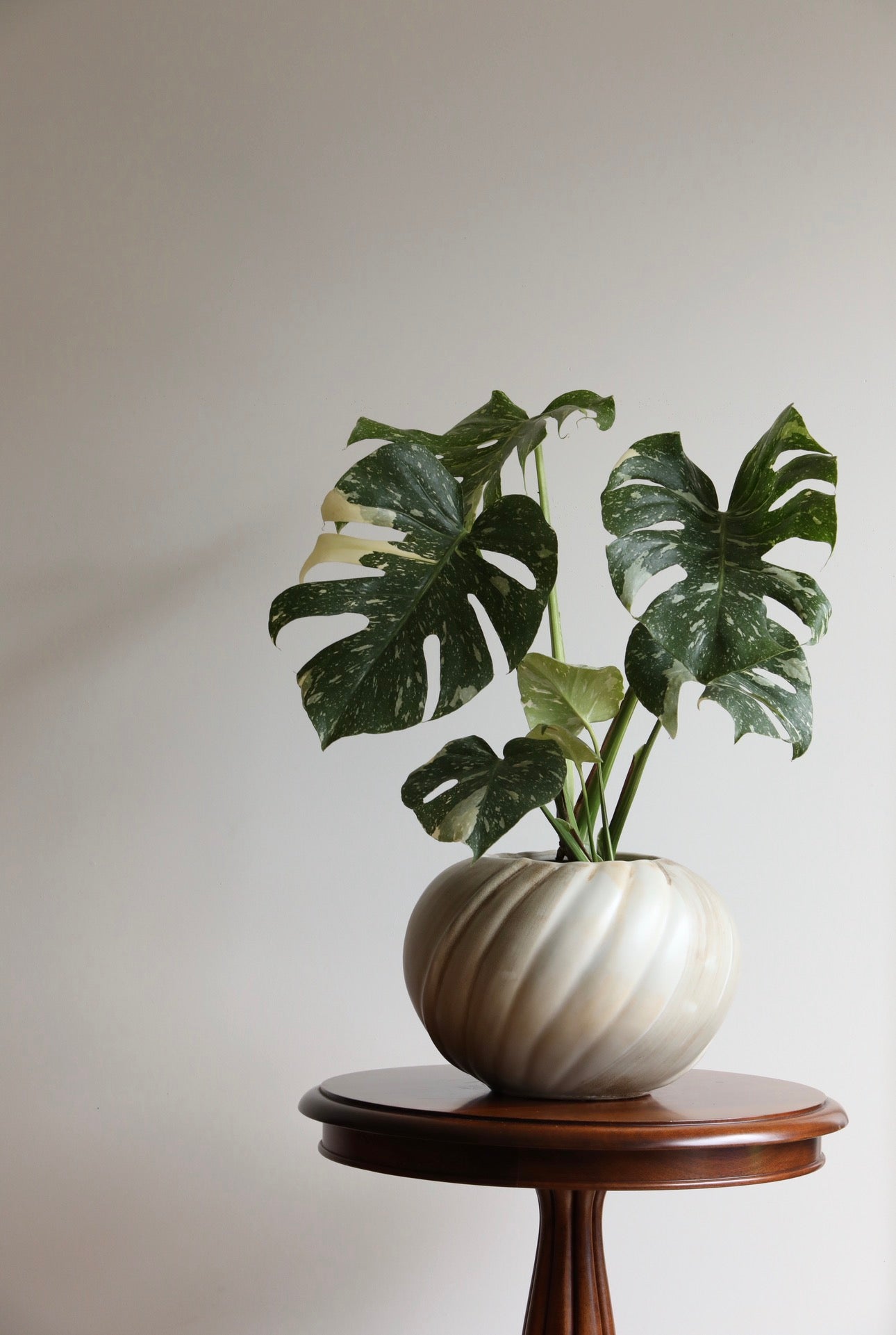 Jade Moon – Thai Constellation Monstera Planter |  60cm × 52cm