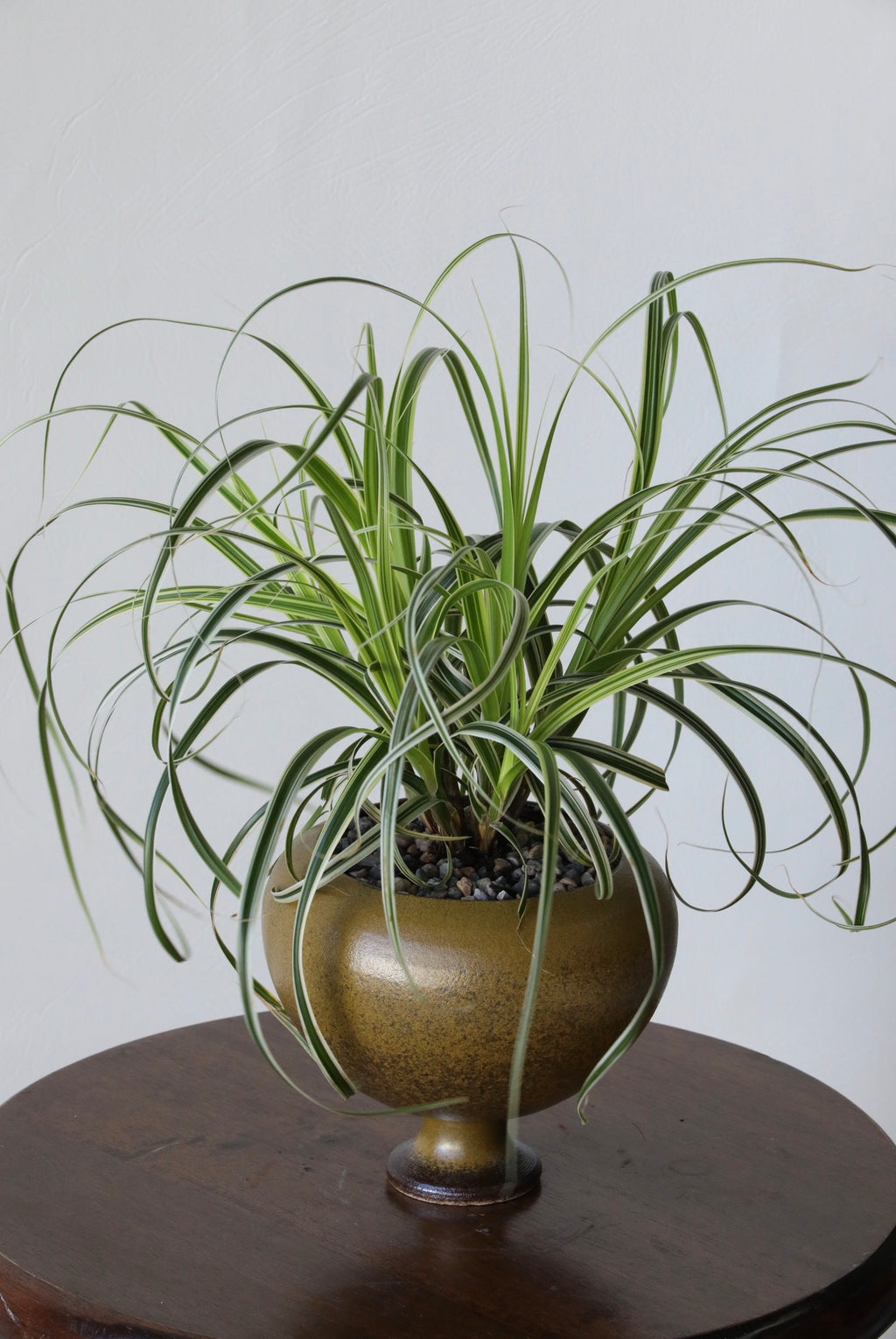 Feather Falls - Variegated Carex | 32cm × 38cm
