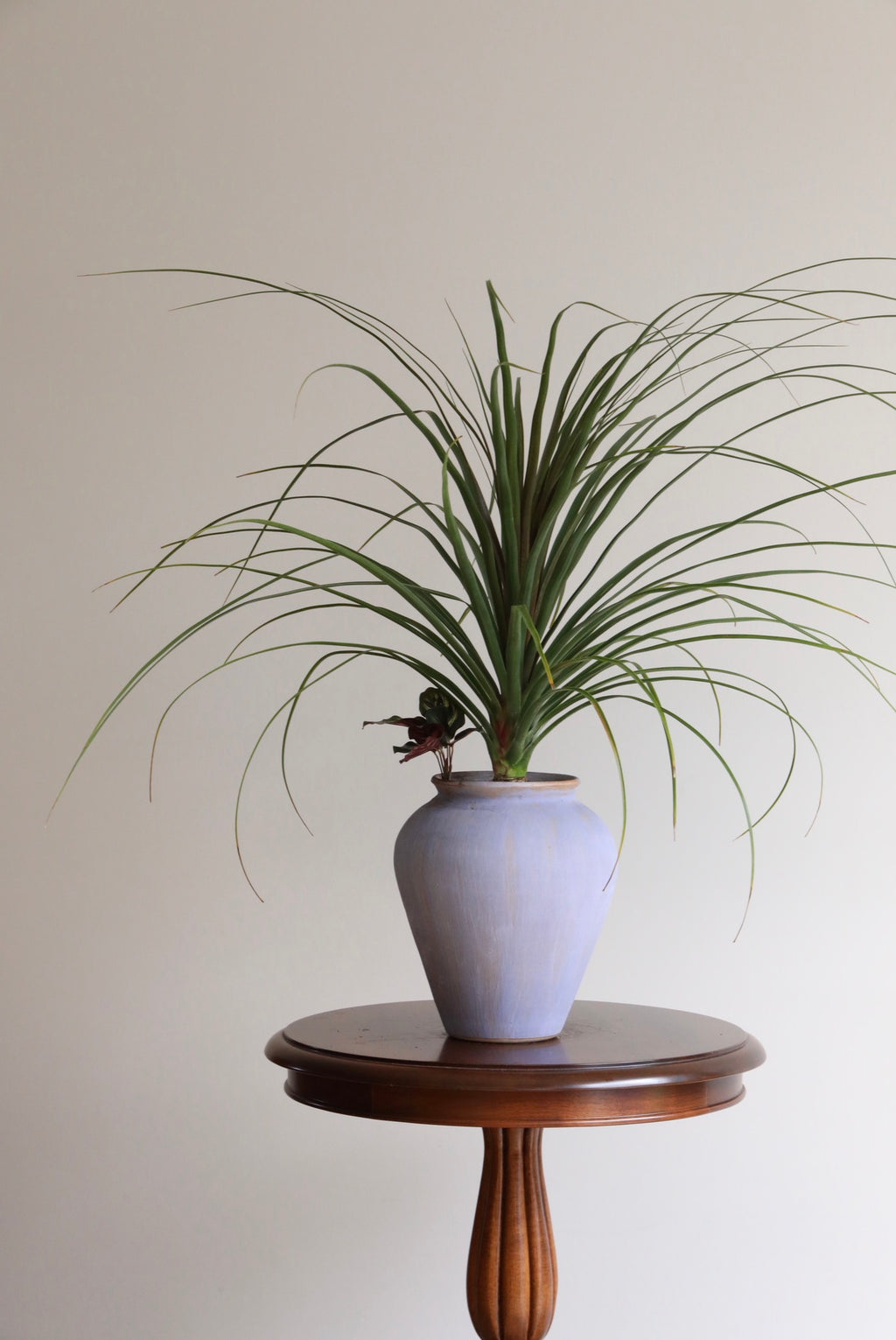 Willow Flow — Ponytail Palm Planter | 68cm x 80cm