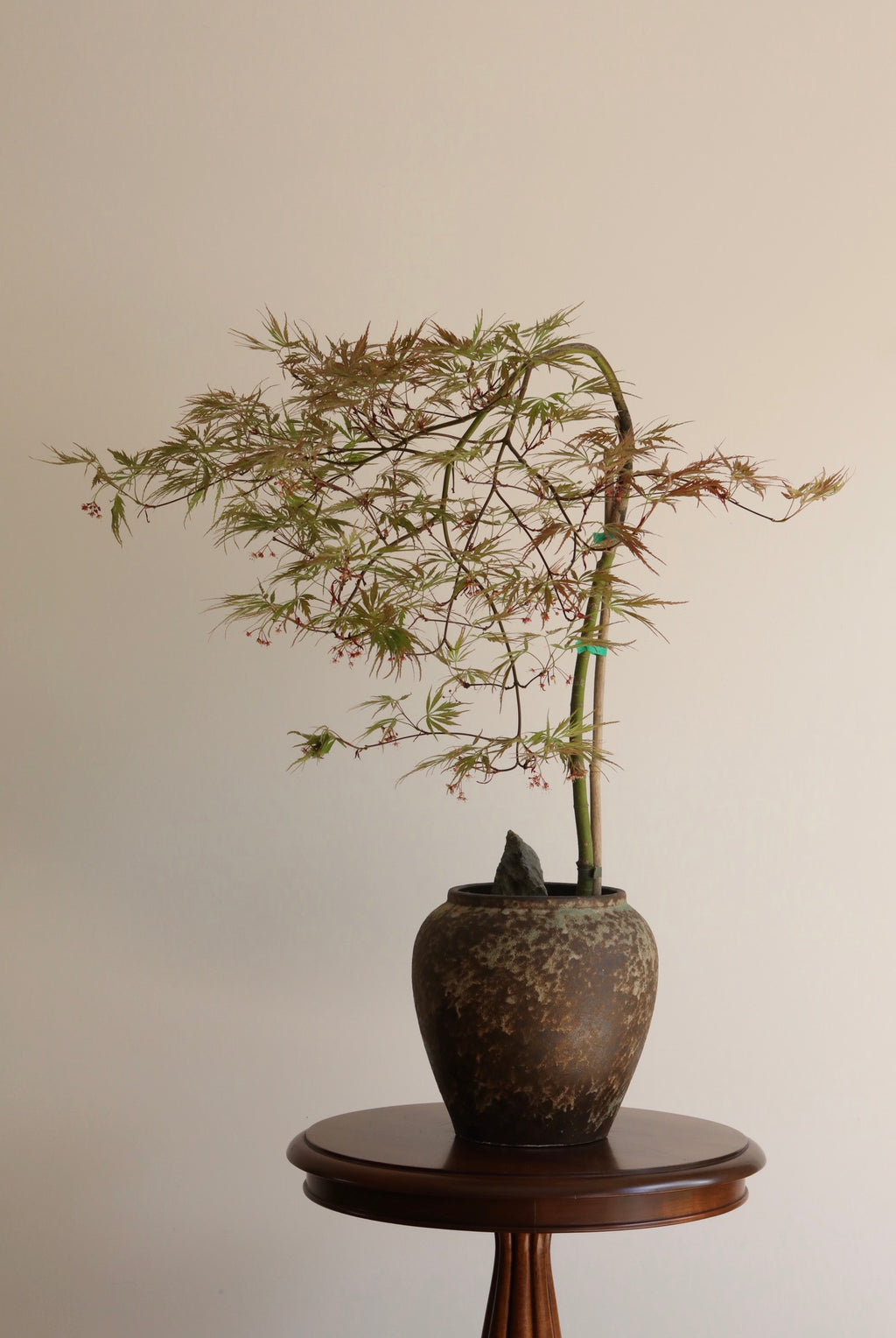 Crimson Cascade — Ever Red Weeping Japanese Maple Planter | 76cm x 80cm