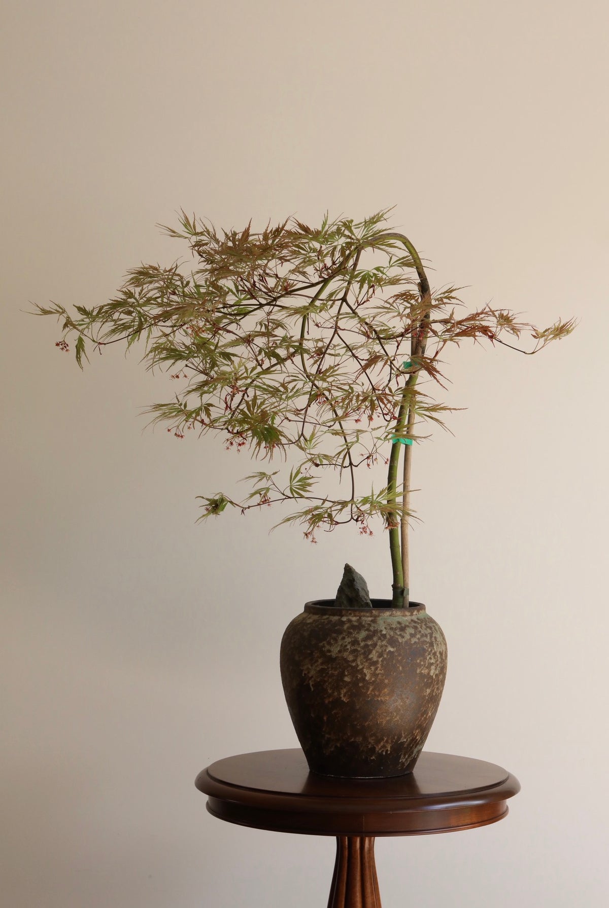 Crimson Cascade — Ever Red Weeping Japanese Maple Planter | 76cm x 80cm
