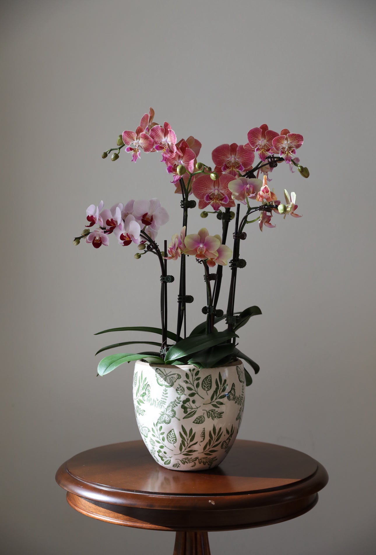 Phalaenopsis Orchid Arrangement - 4T