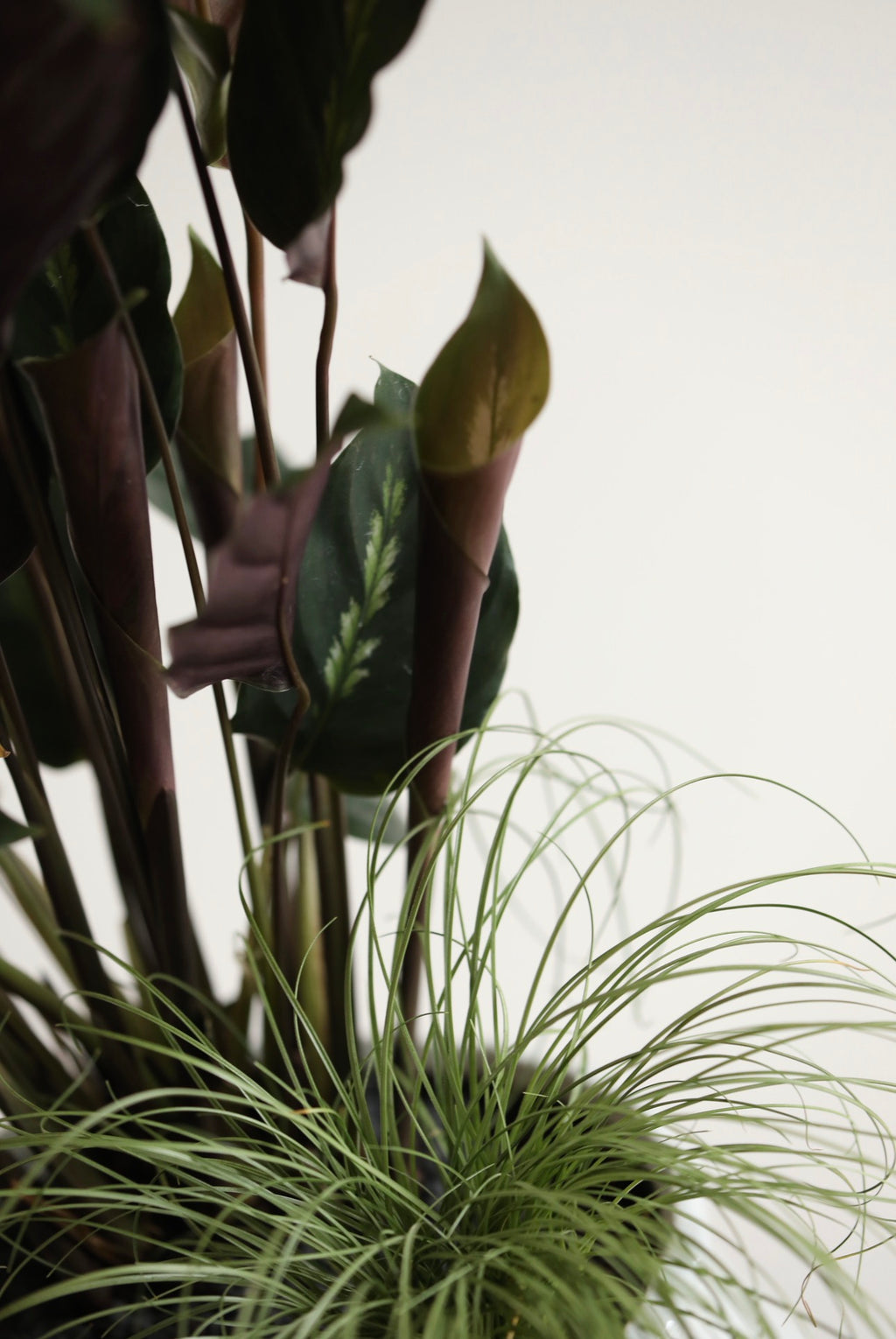 Burgundy Blessing — Calathea Maui Queen Planter | 68cm x 30cm