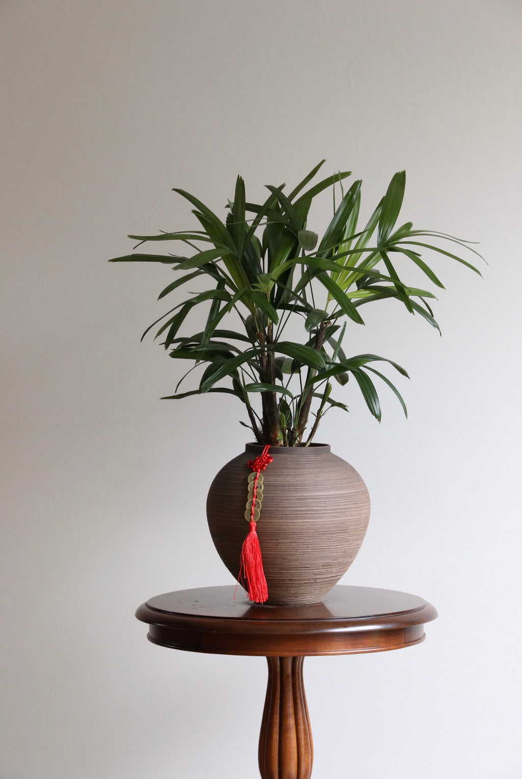 Eastern Grove — Lady Palm Planter | 66cm x 56cm