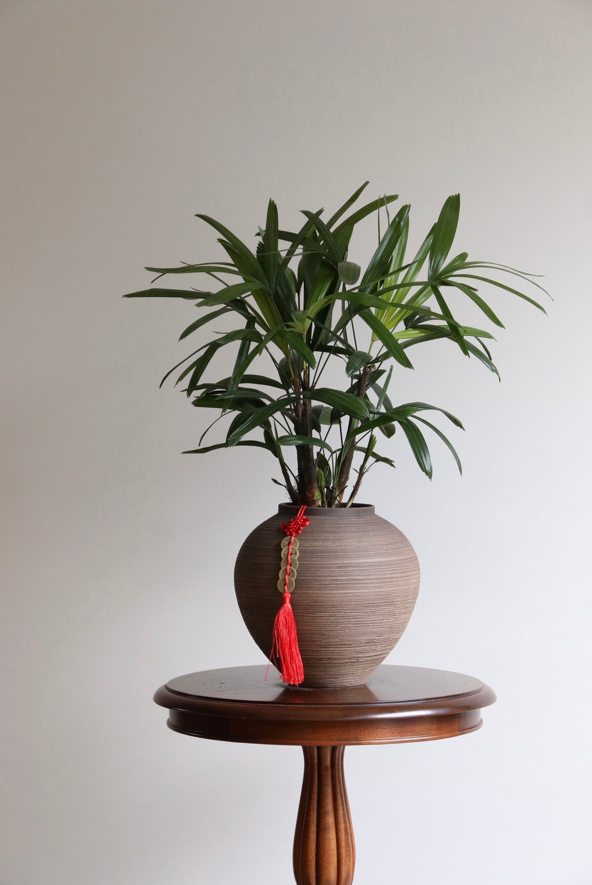Eastern Grove — Lady Palm Planter | 66cm x 56cm