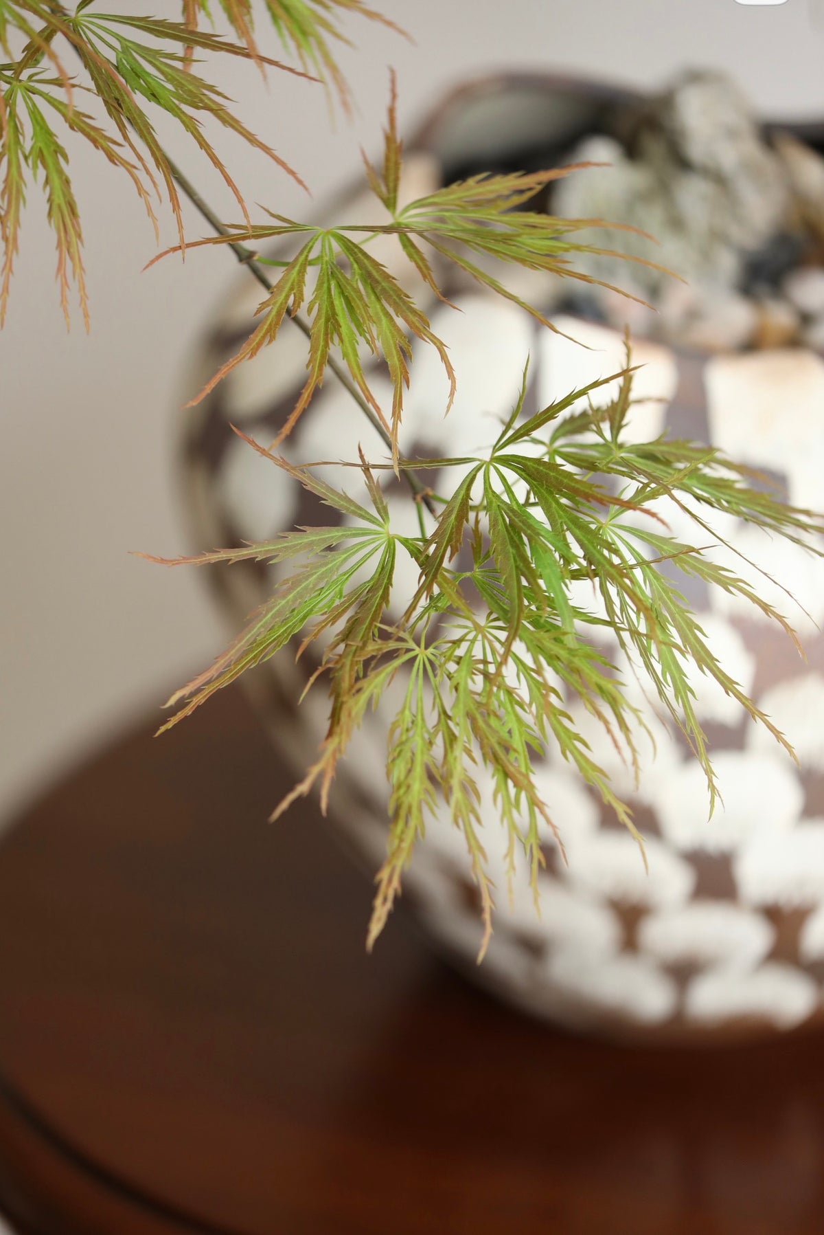 Whispering Maple — Ornatum Weeping Japanese Maple Planter | 86cm x 60cm