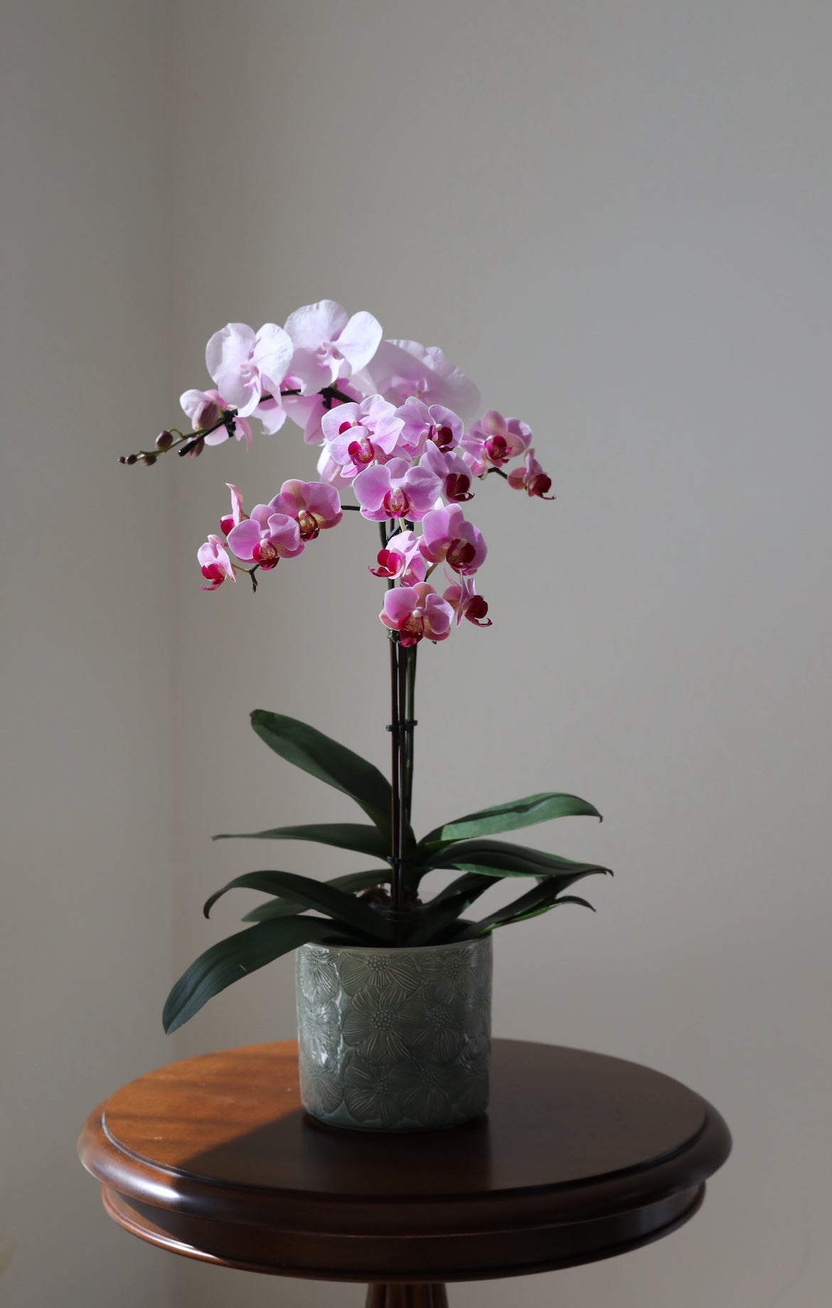 Phalaenopsis Orchid Arrangement - 2T